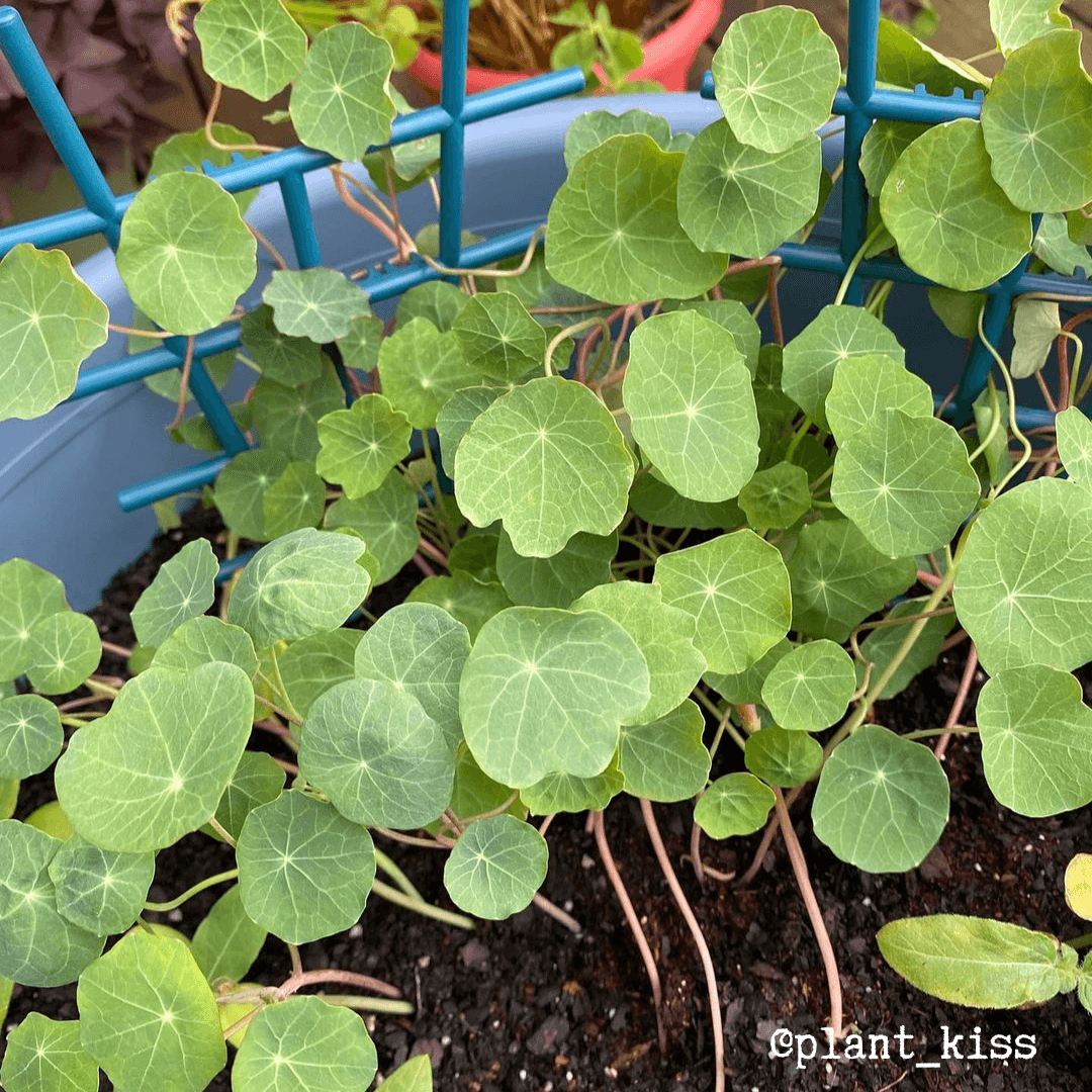 Nasturtium Seeds - Plantflix