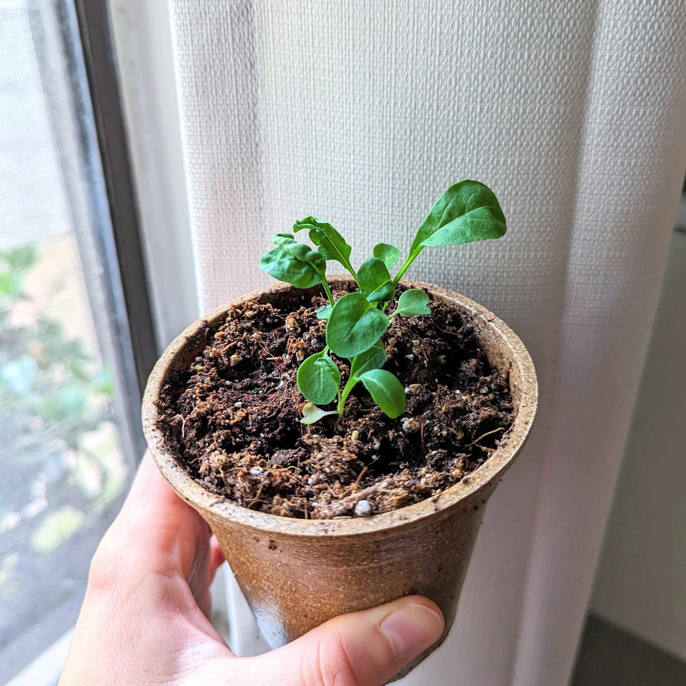Organic Arugula Seeds