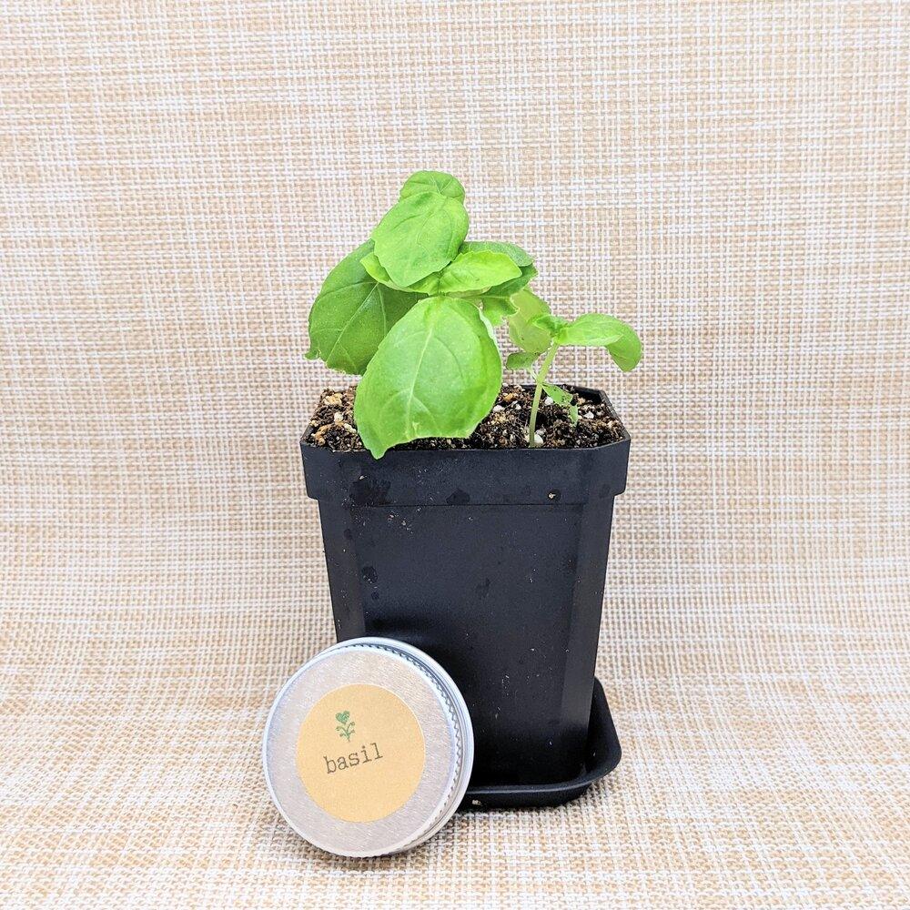 Organic Basil Seeds - Plantflix