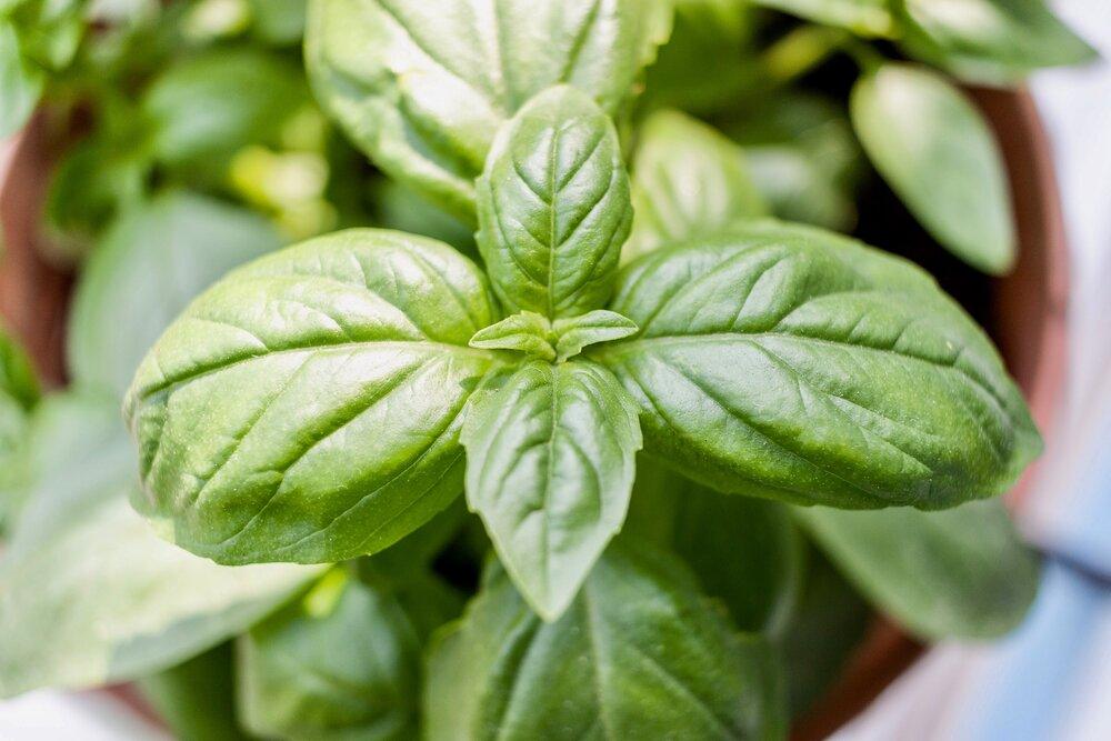 Organic Basil Seeds - Plantflix