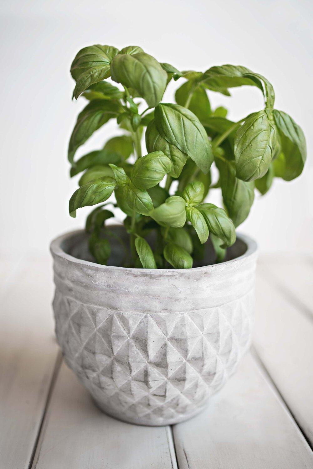 Organic Basil Seeds - Plantflix