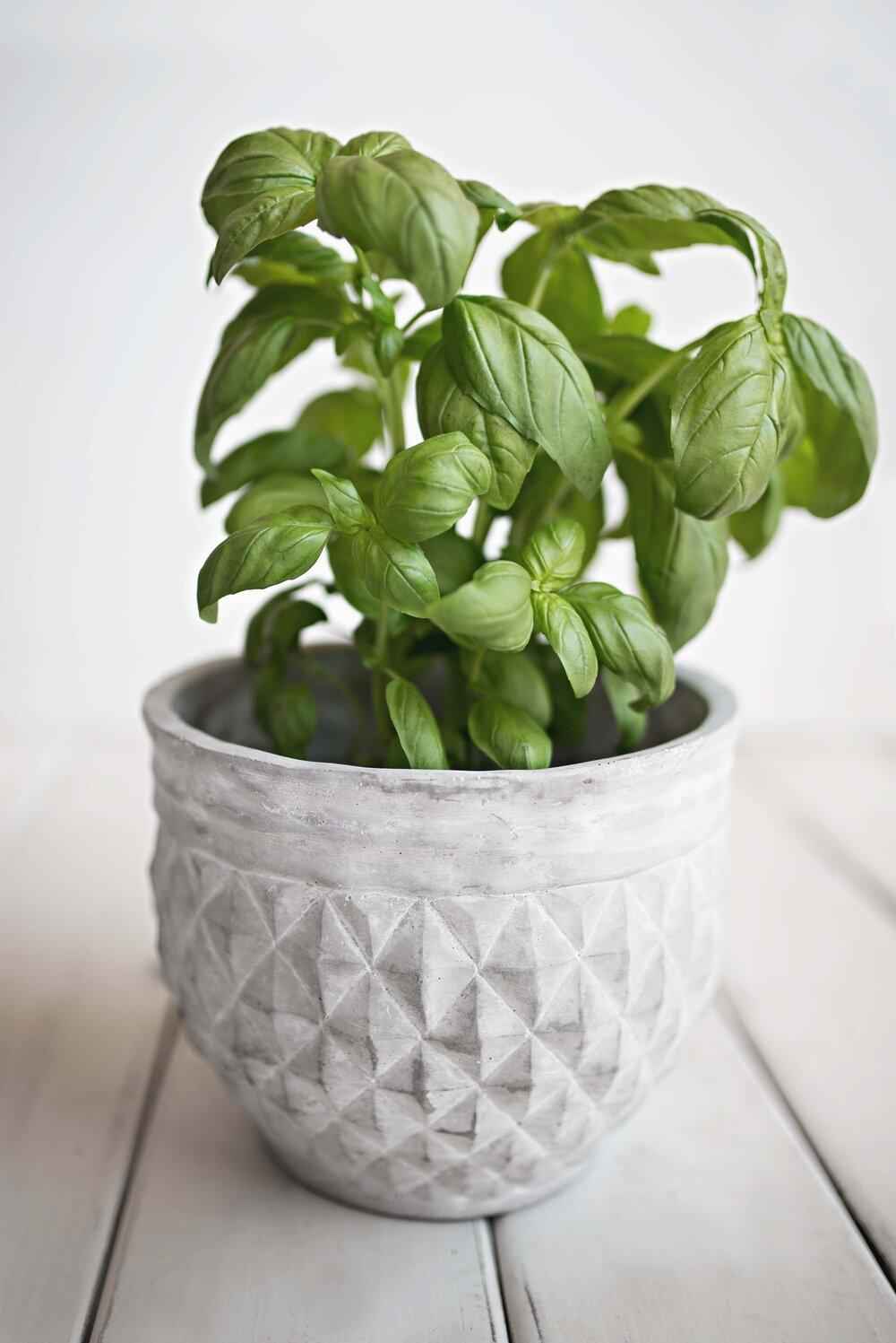 Organic Basil Seeds