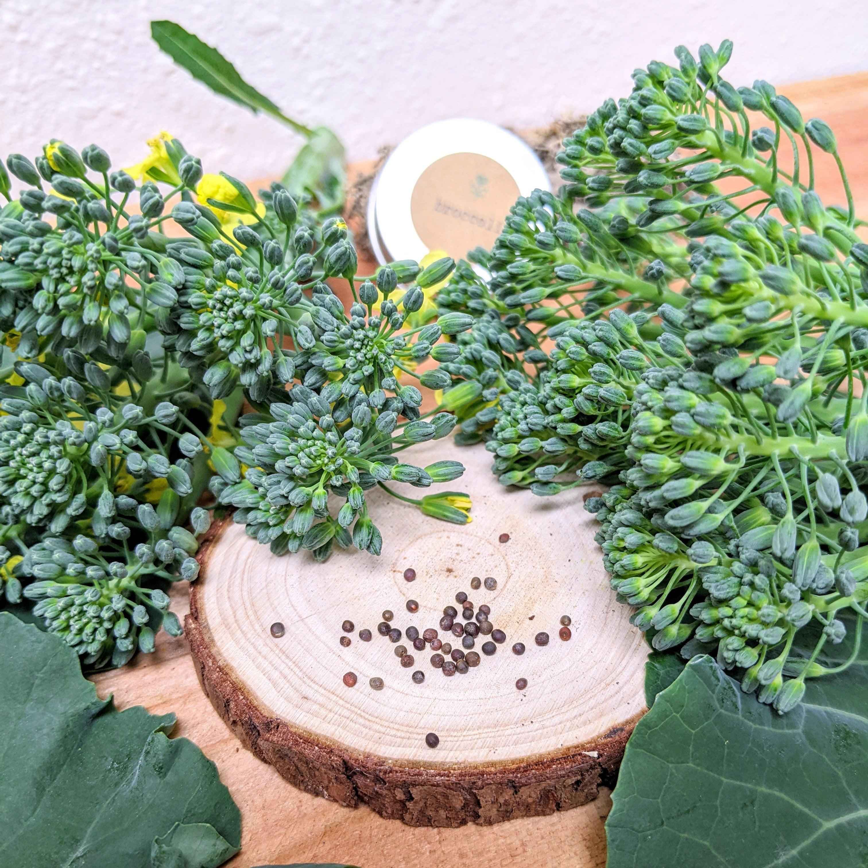 Organic Broccoli Seeds