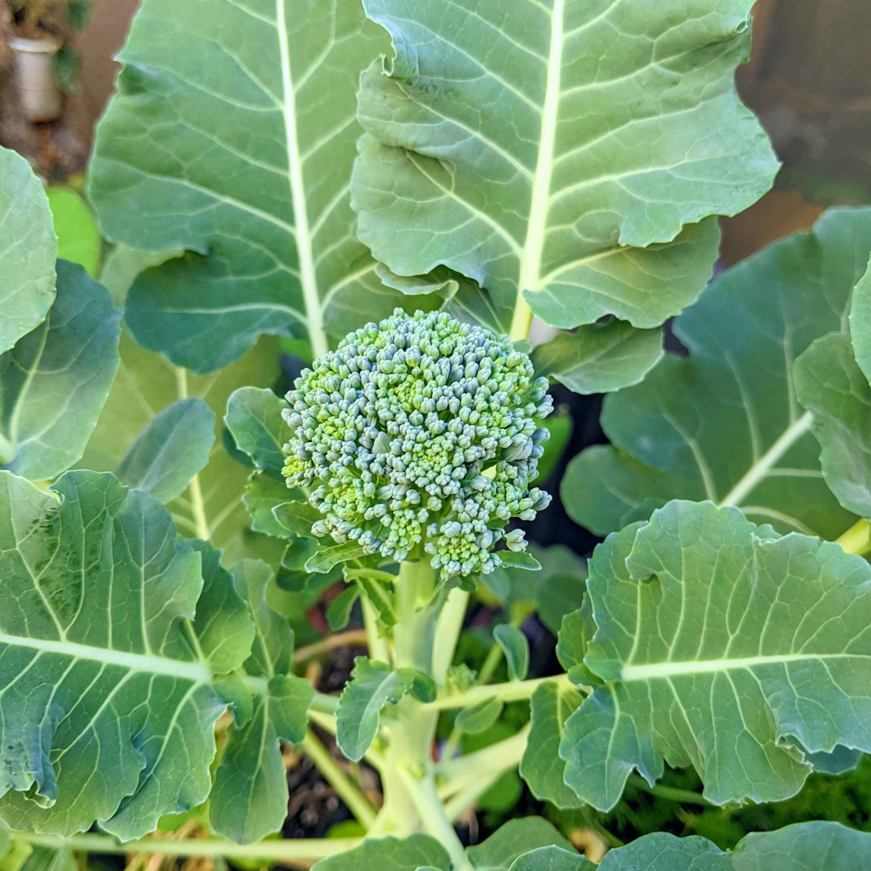 Organic Broccoli Seeds
