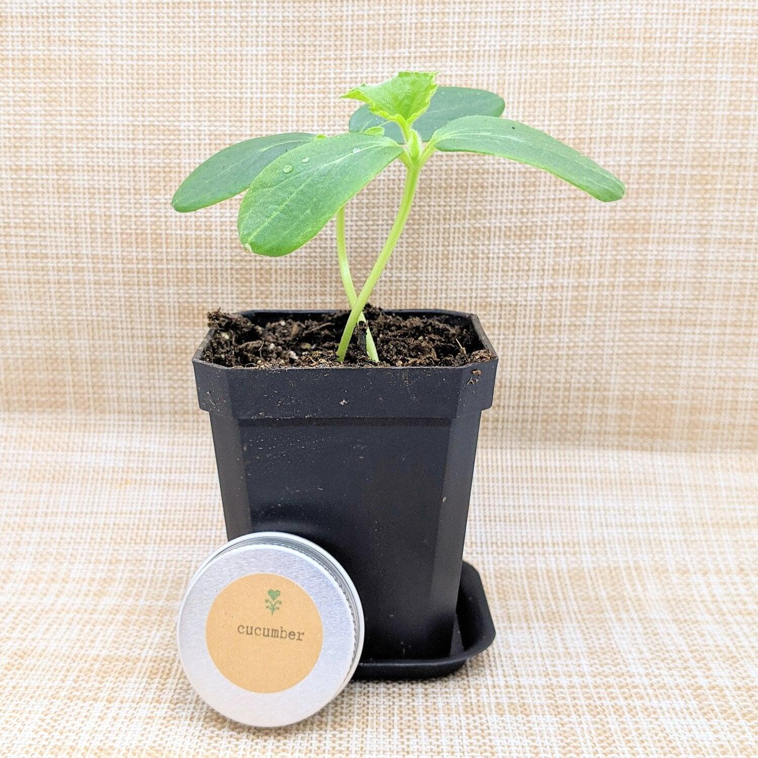 Organic Cucumber Seeds - Plantflix