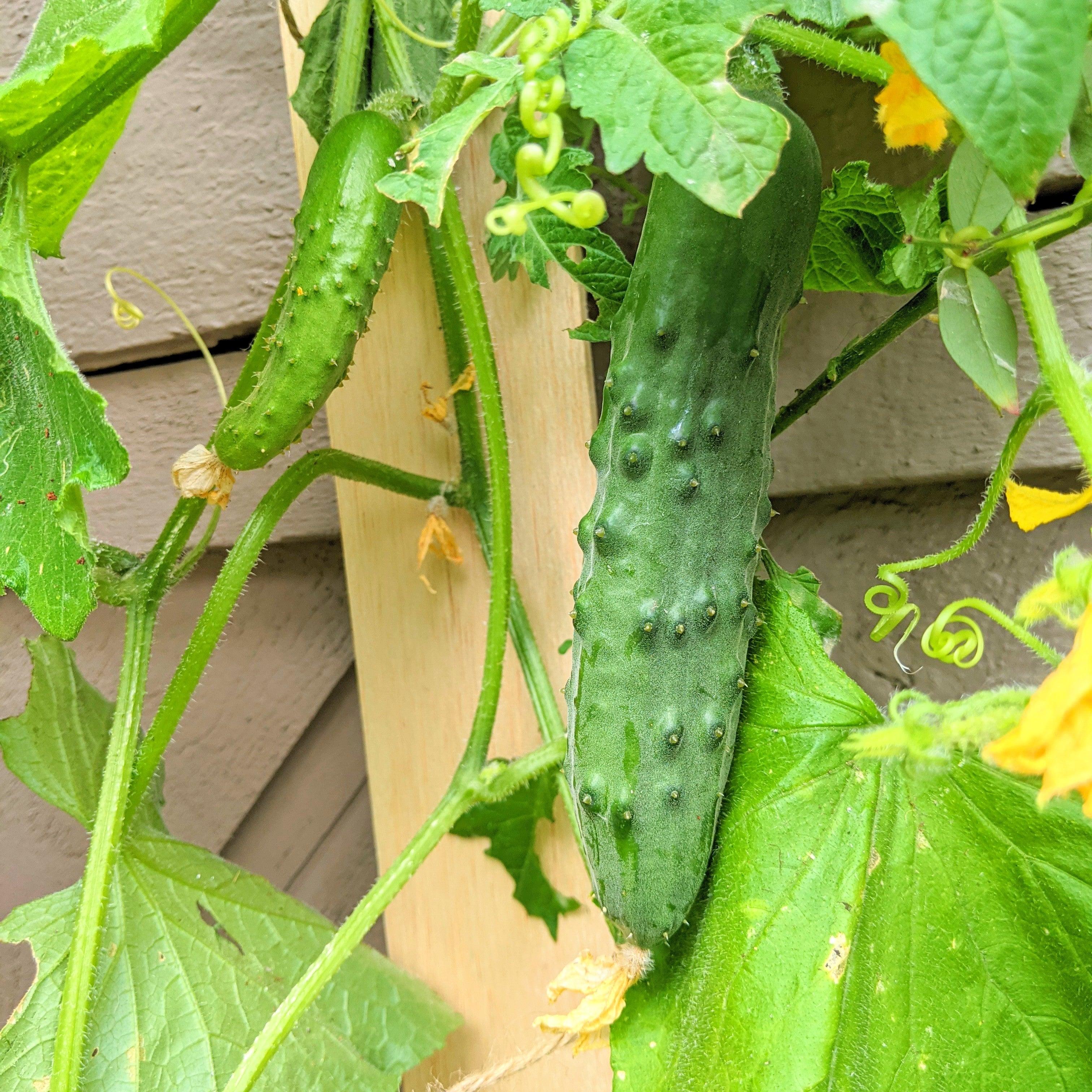 Organic Cucumber Seeds - Plantflix