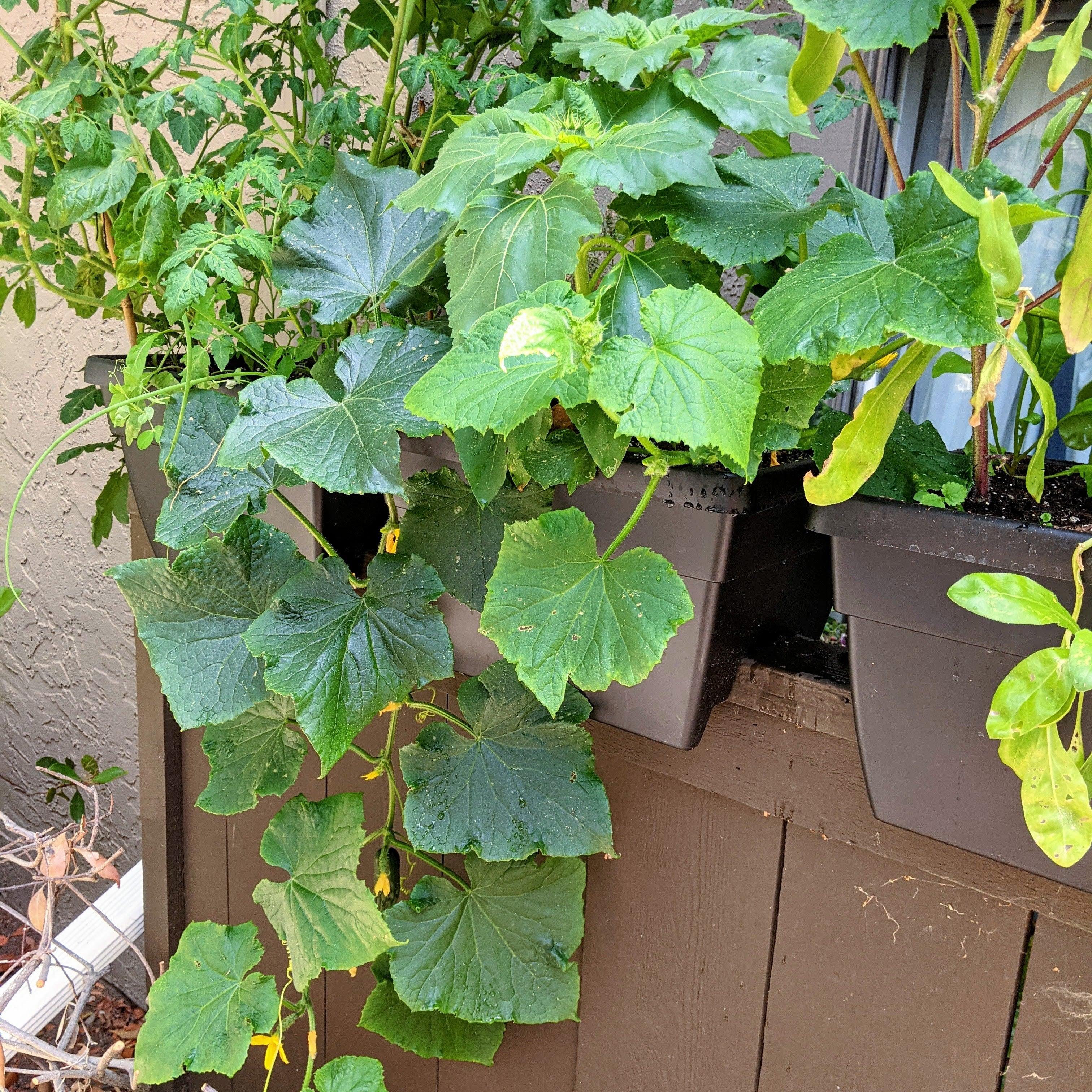 Organic Cucumber Seeds - Plantflix