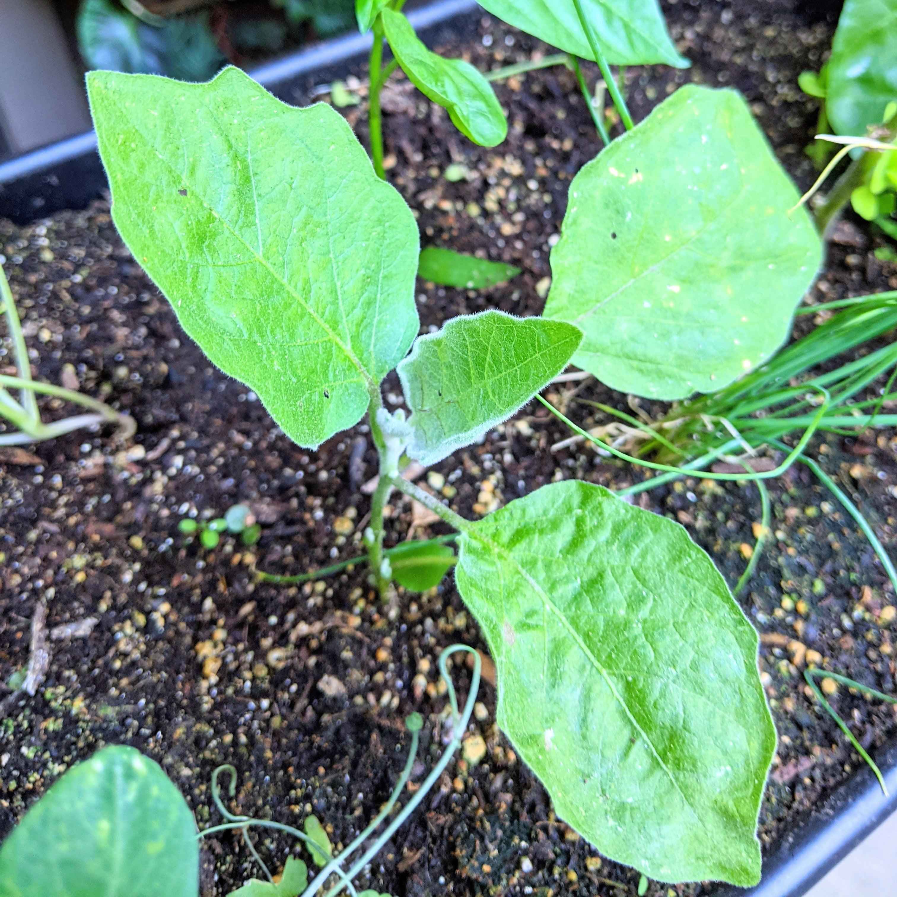 Organic Eggplant Seeds