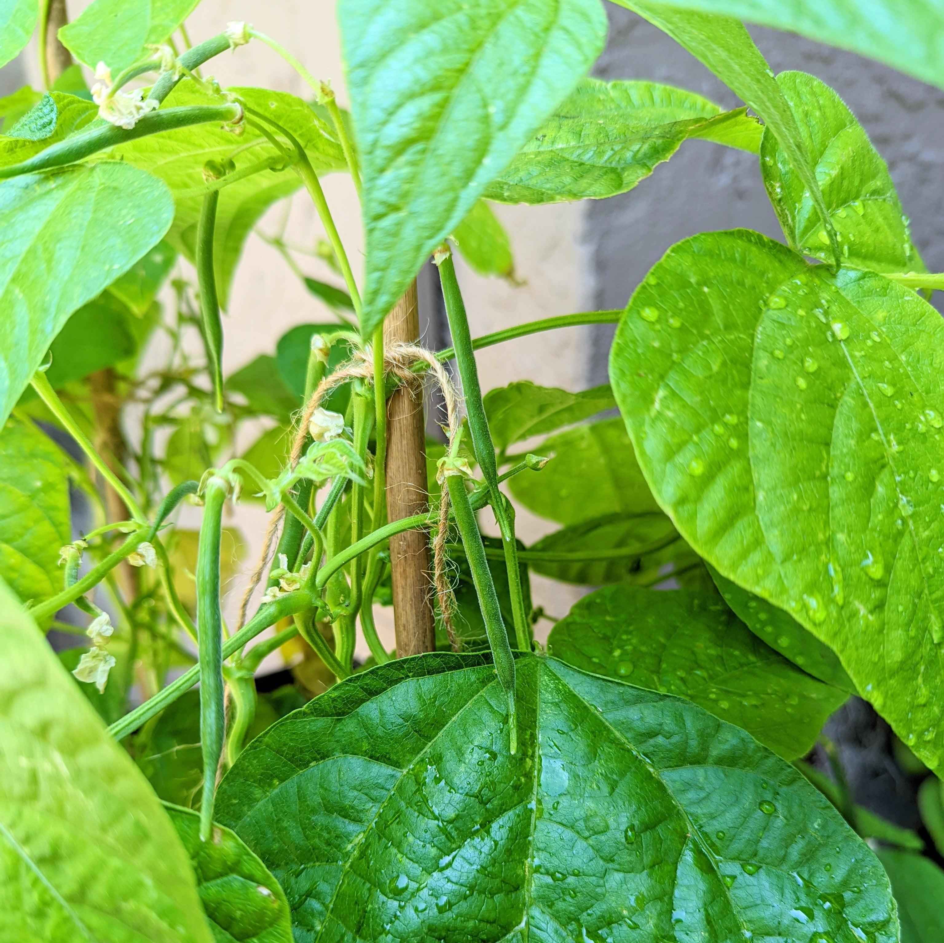 Organic Green Bean Seeds