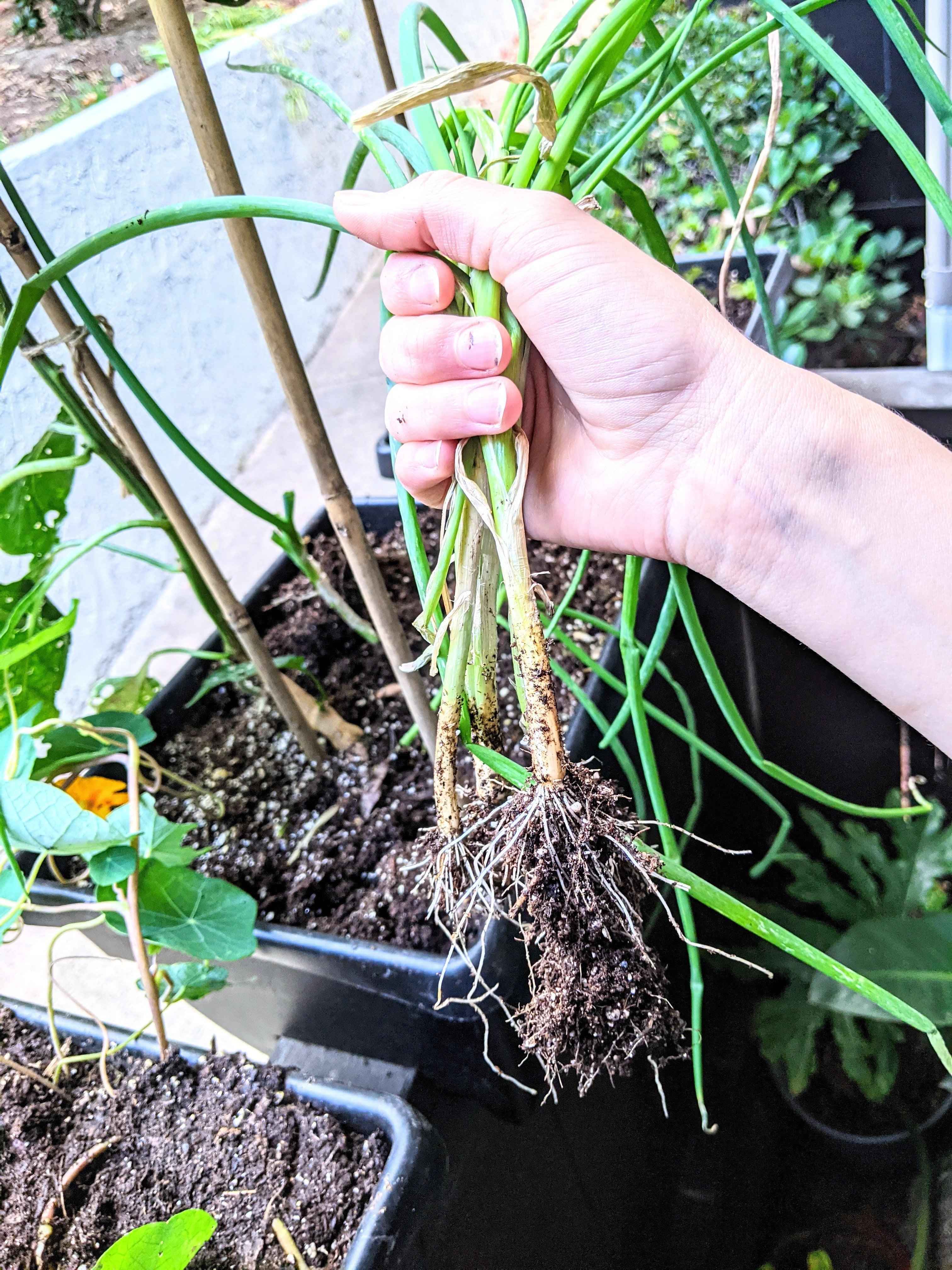 Organic Green Onion Seeds