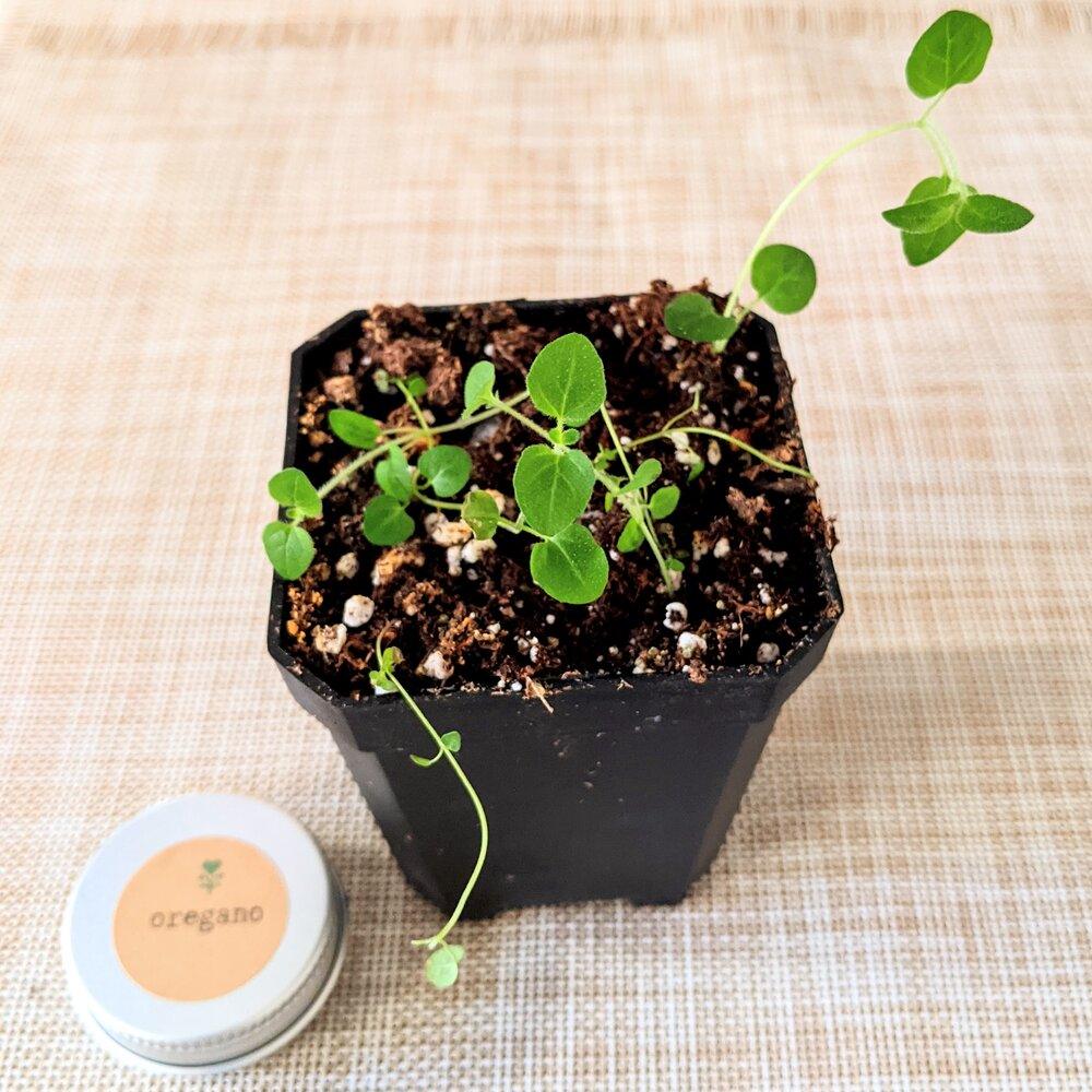 Organic Oregano Seeds - Plantflix