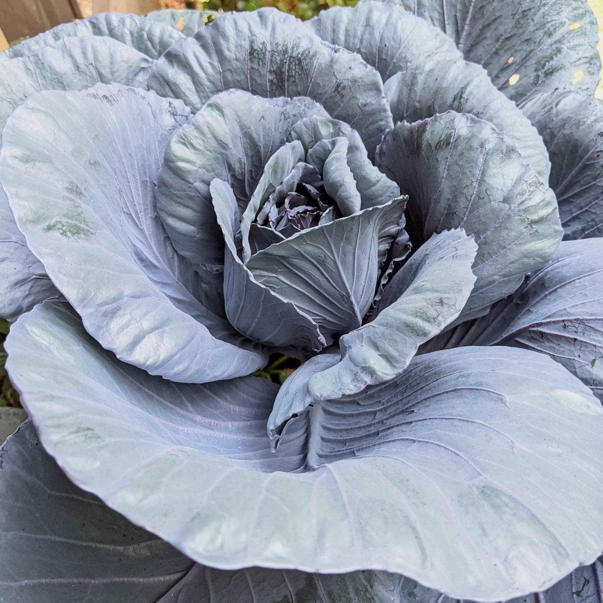 Organic Red Cabbage Seeds - Plantflix