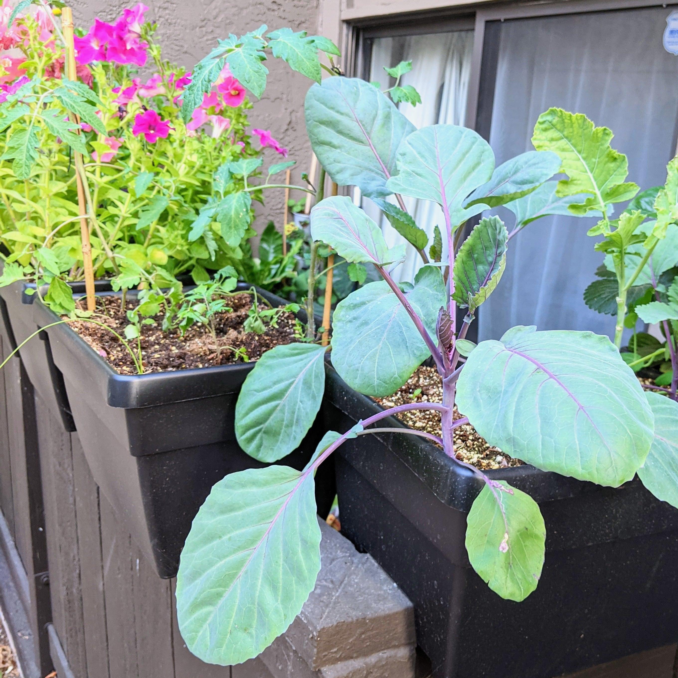 Organic Red Cabbage Seeds - Plantflix