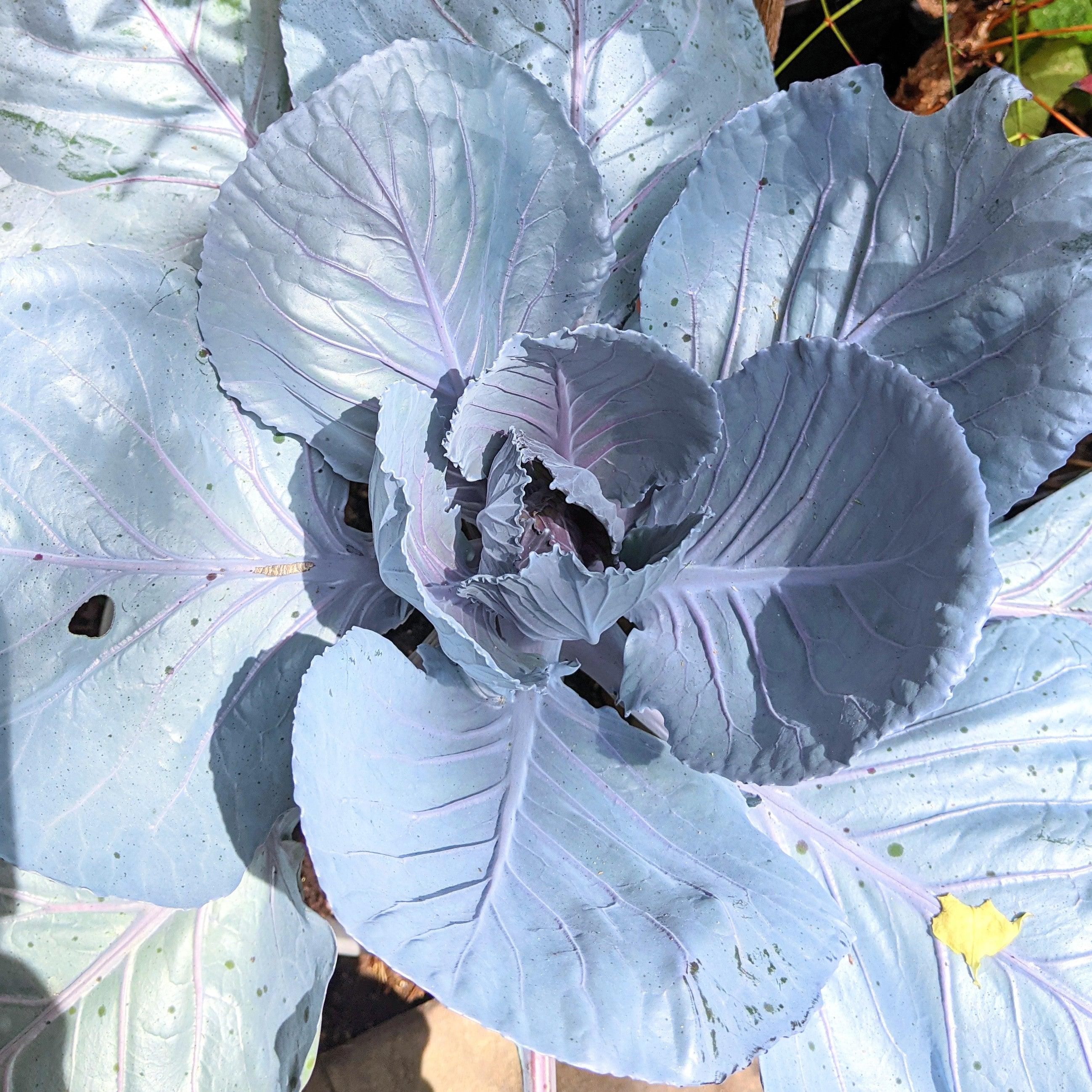 Organic Red Cabbage Seeds - Plantflix