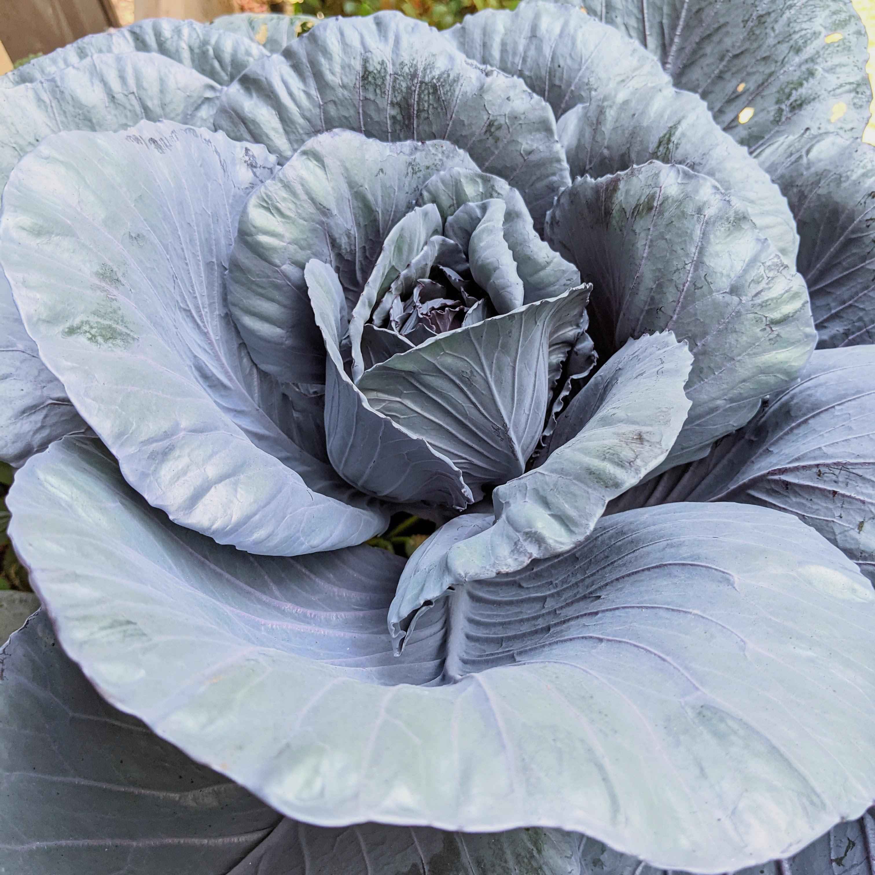 Organic Red Cabbage Seeds