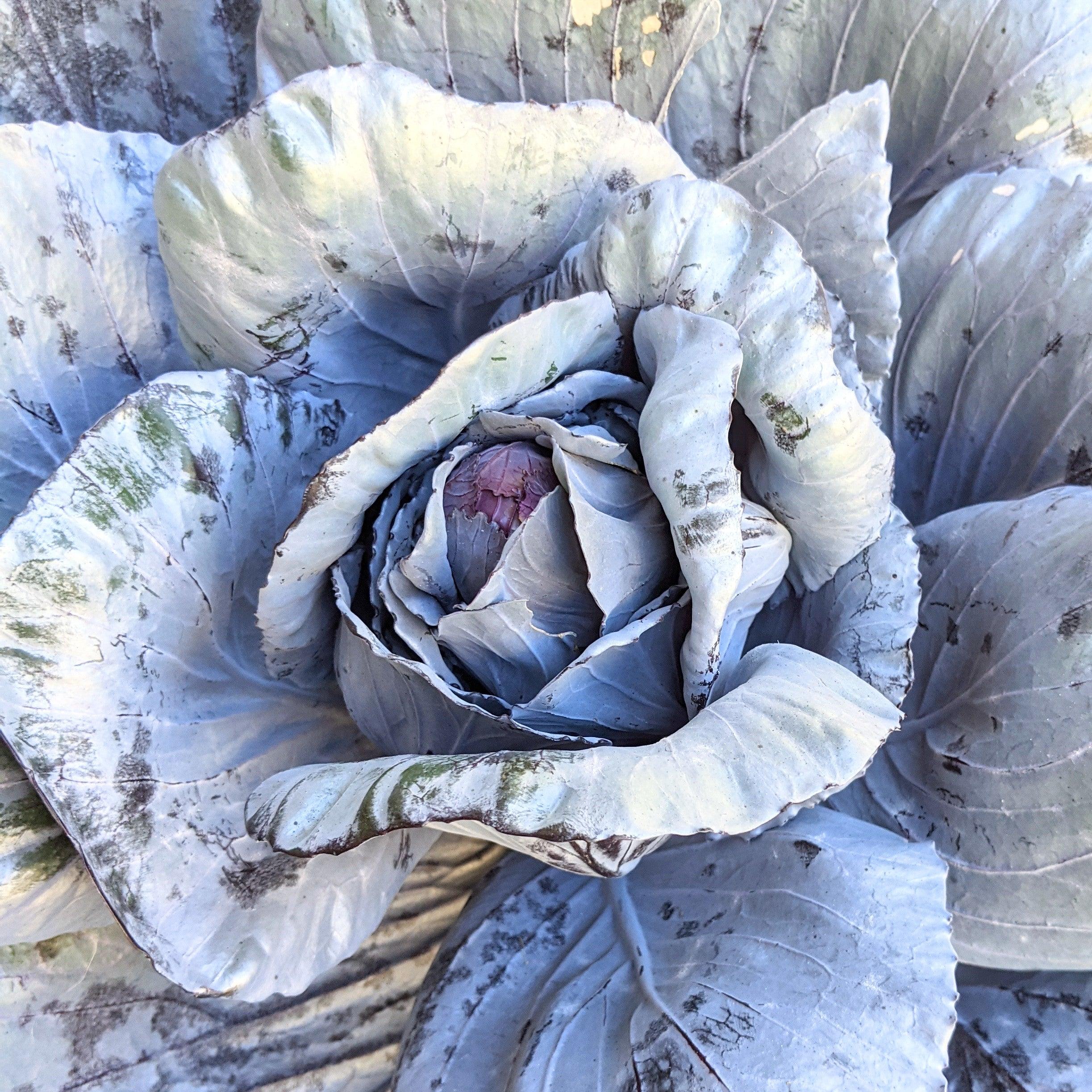 Organic Red Cabbage Seeds - Plantflix