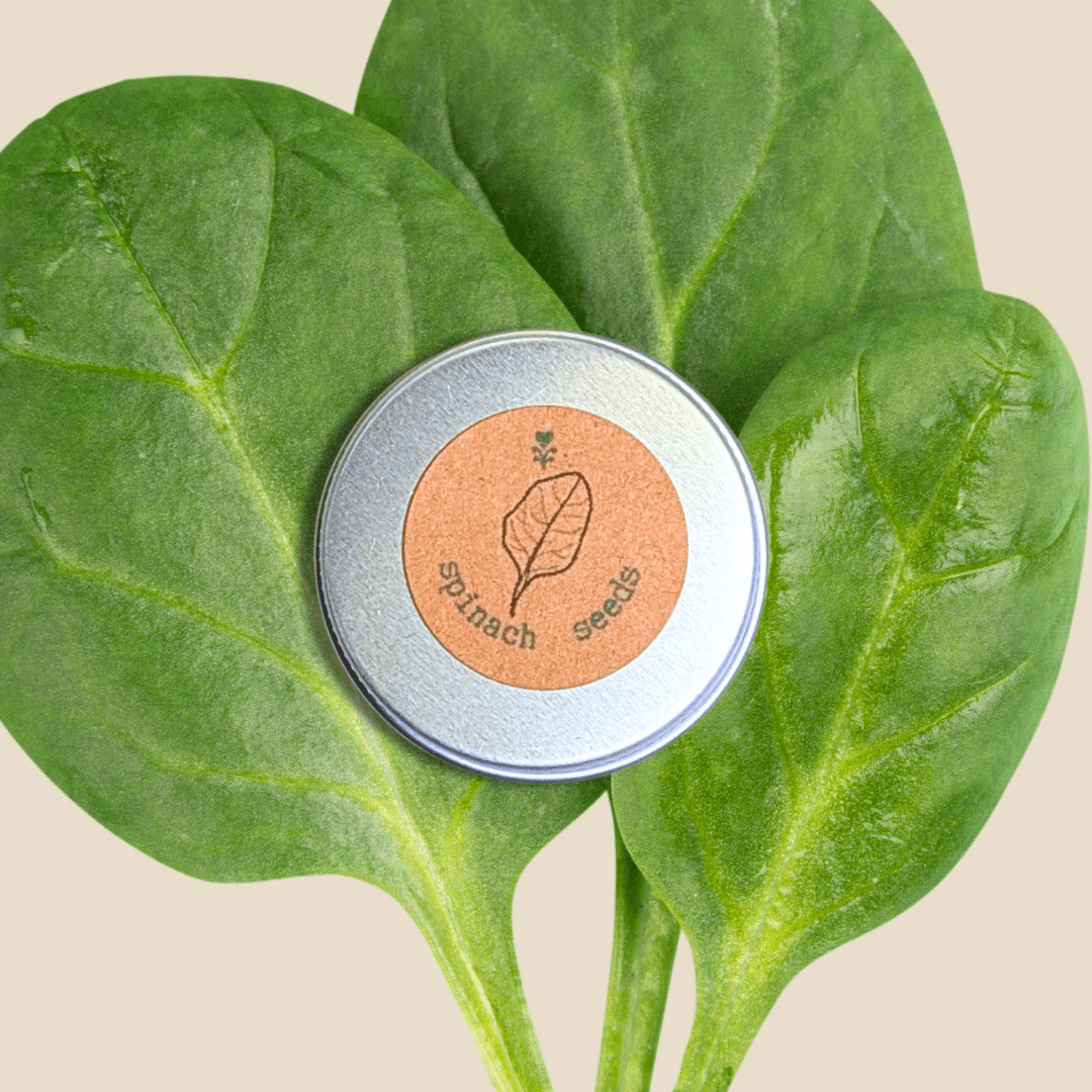 Organic Spinach Seeds - Plantflix