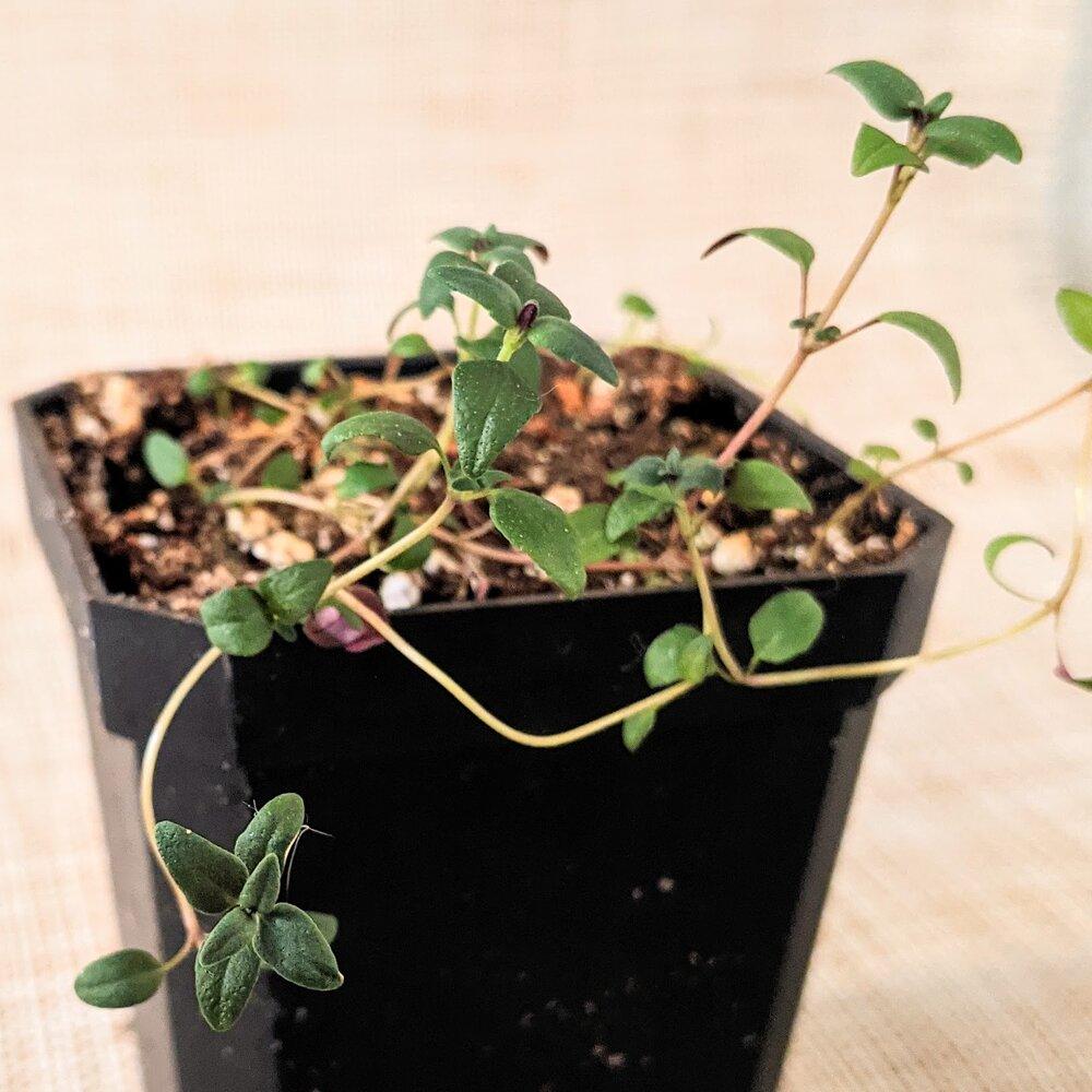 Organic Thyme Seeds - Plantflix