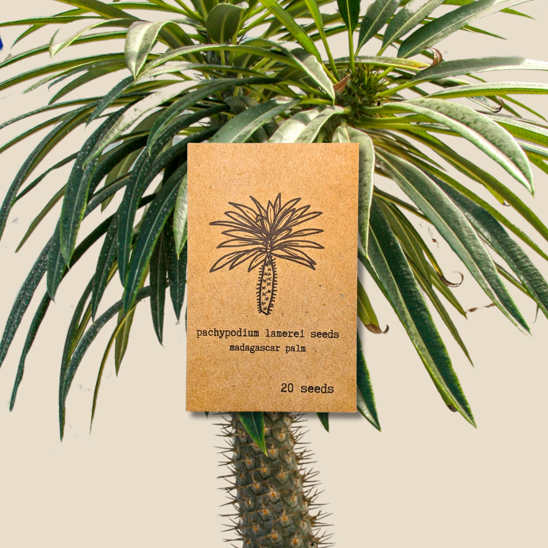plant palm seeds Pachypodium lamerei 'Madagascar Palm' Seeds