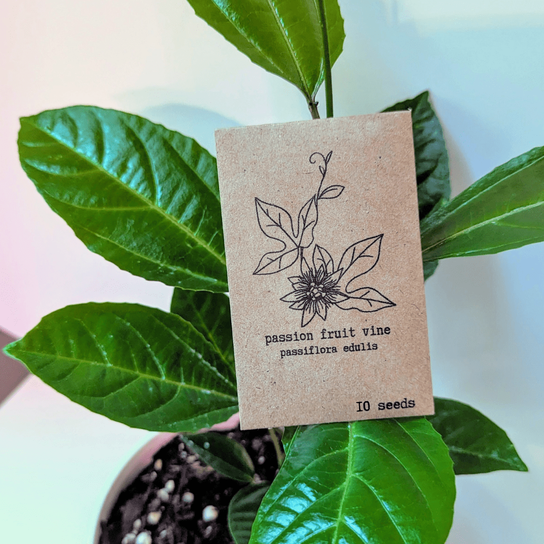 Passiflora "Passion Fruit" Seeds - Plantflix