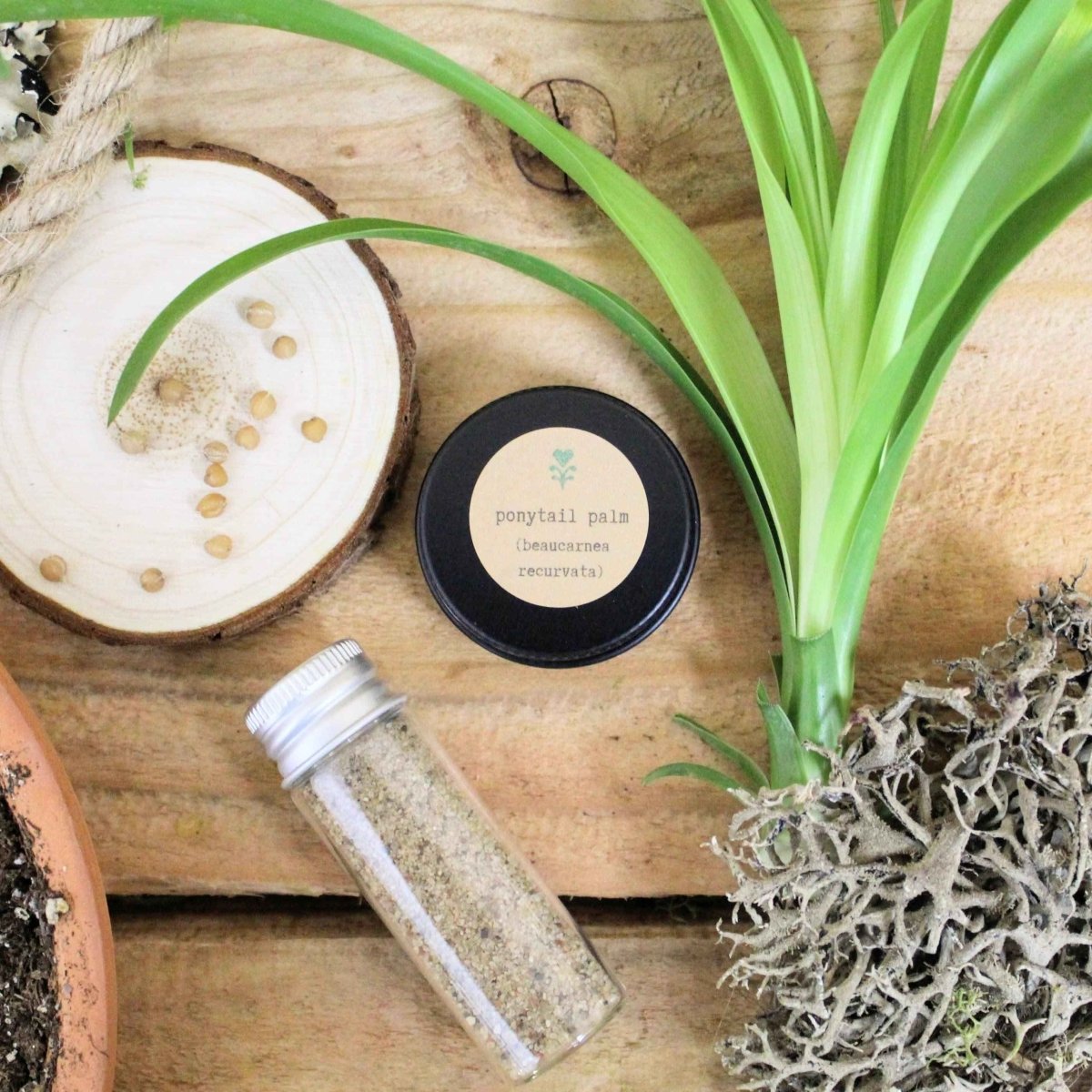 "Pet - Friendly" Houseplant Seed Collection - Plantflix