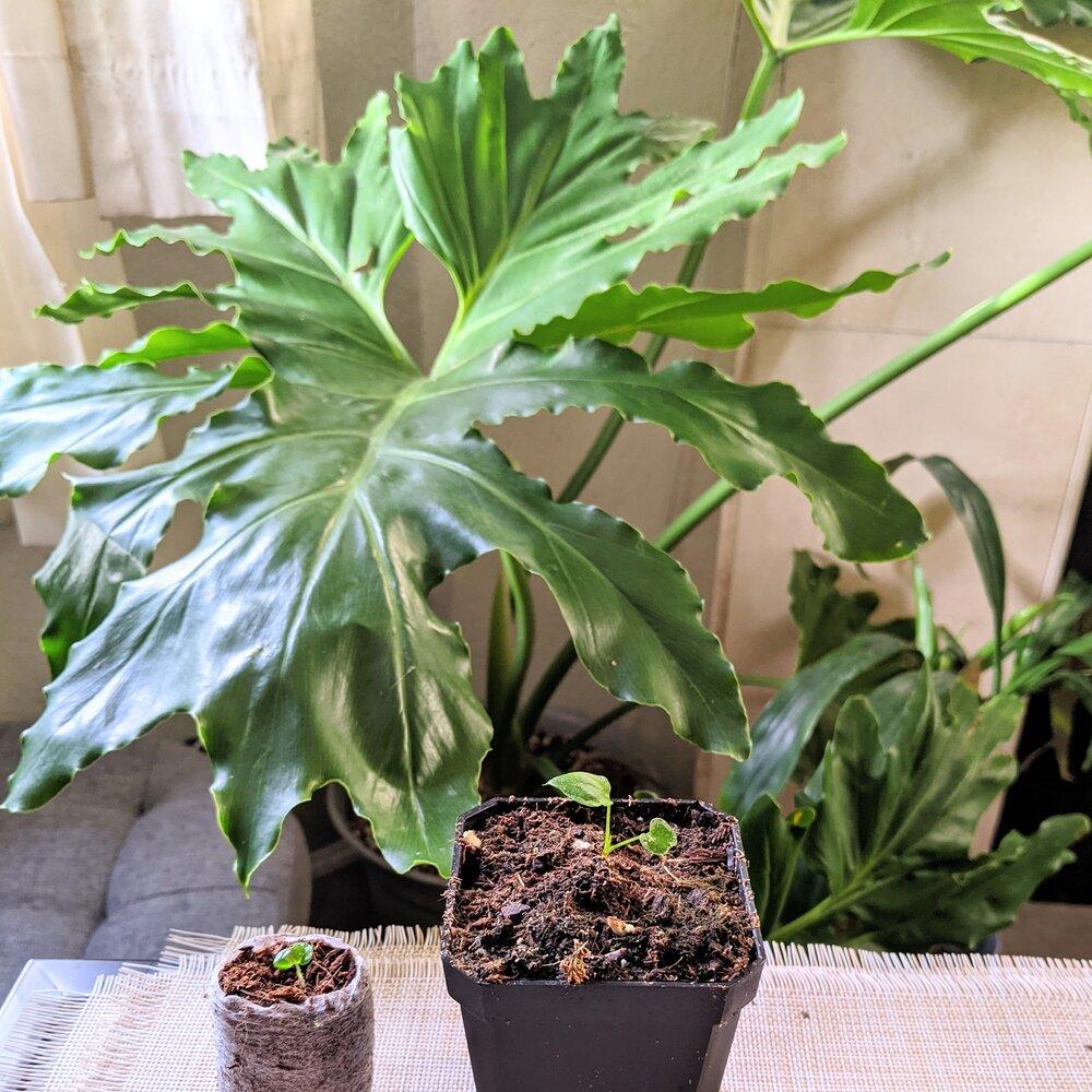 Philodendron Selloum &