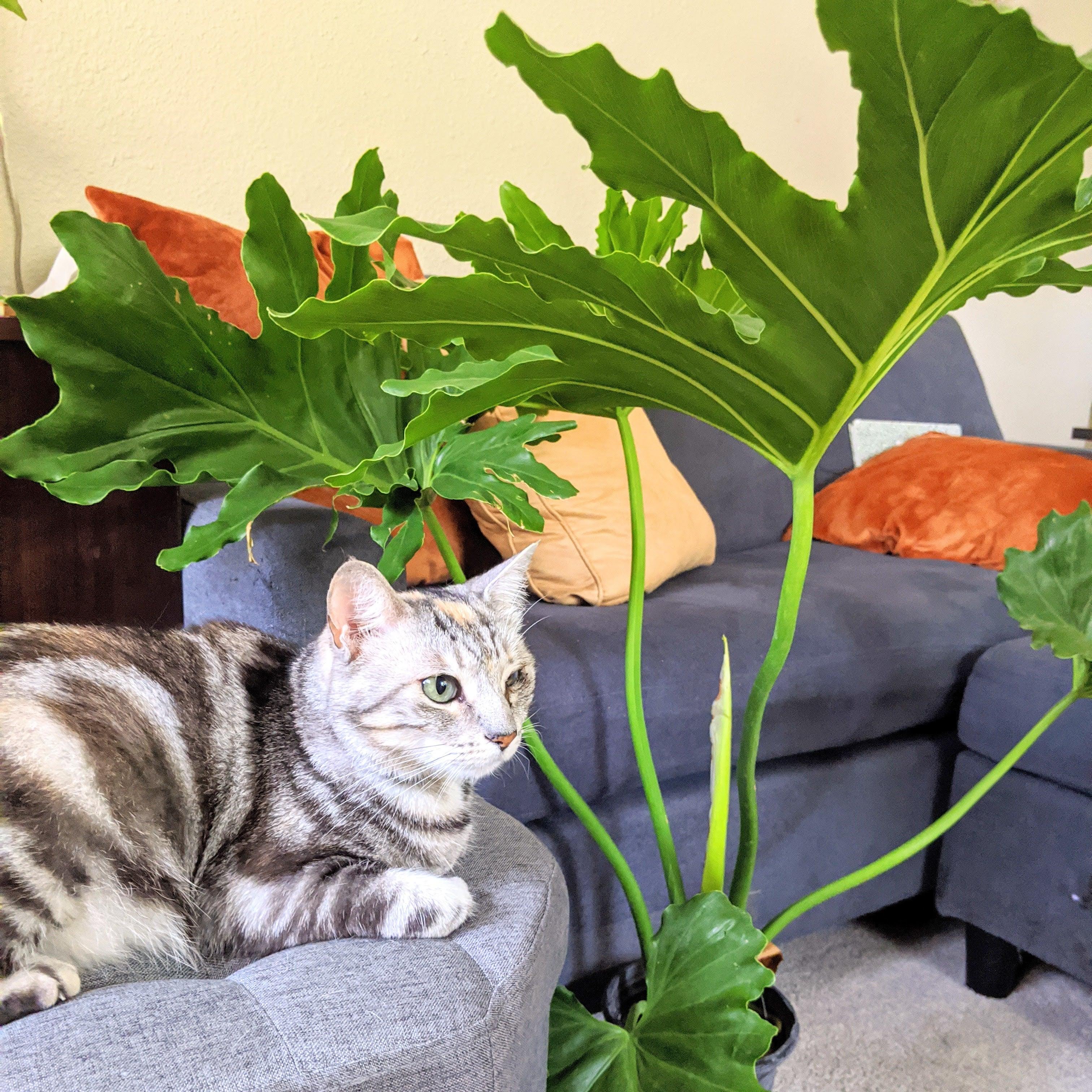 Philodendron Selloum &