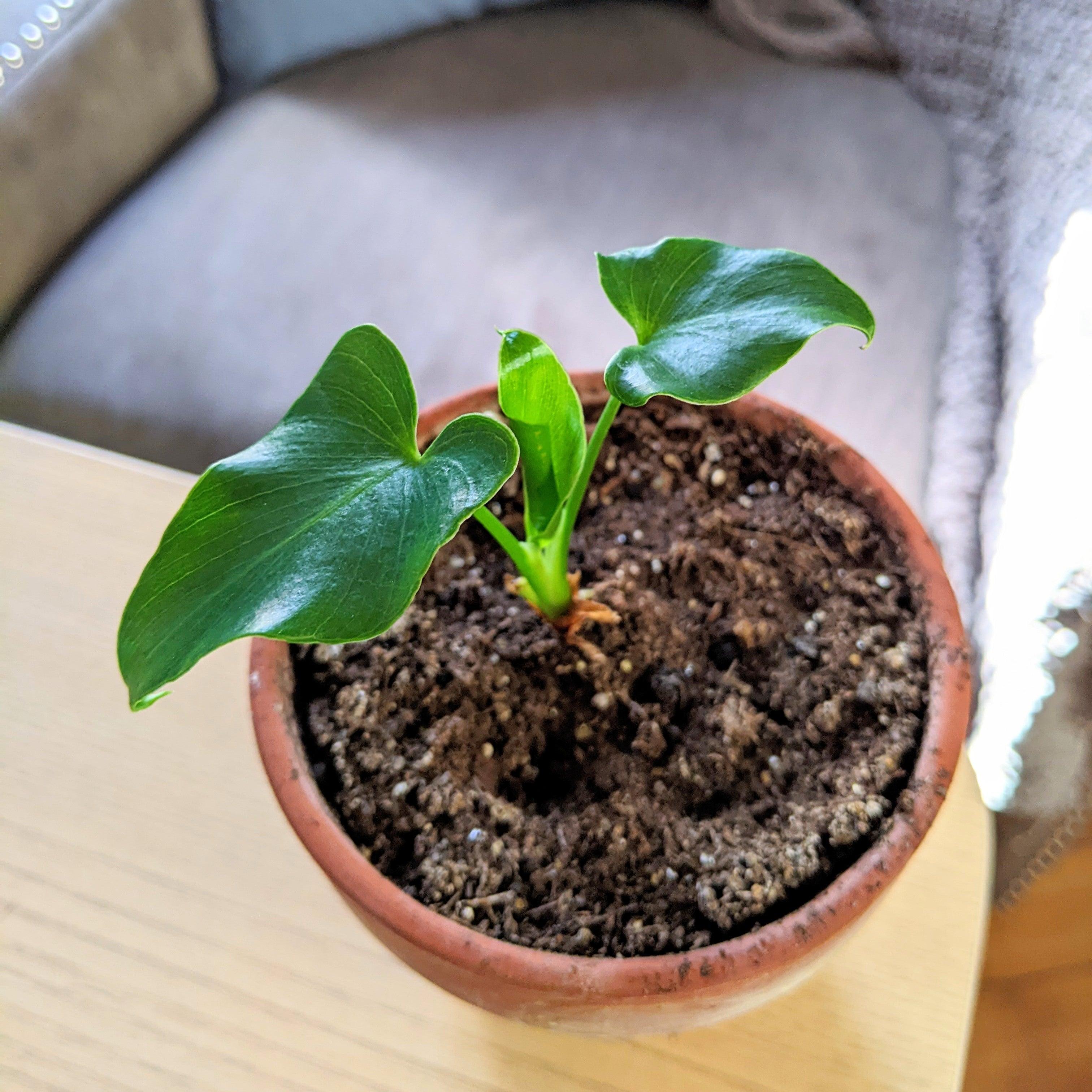 Philodendron Selloum &