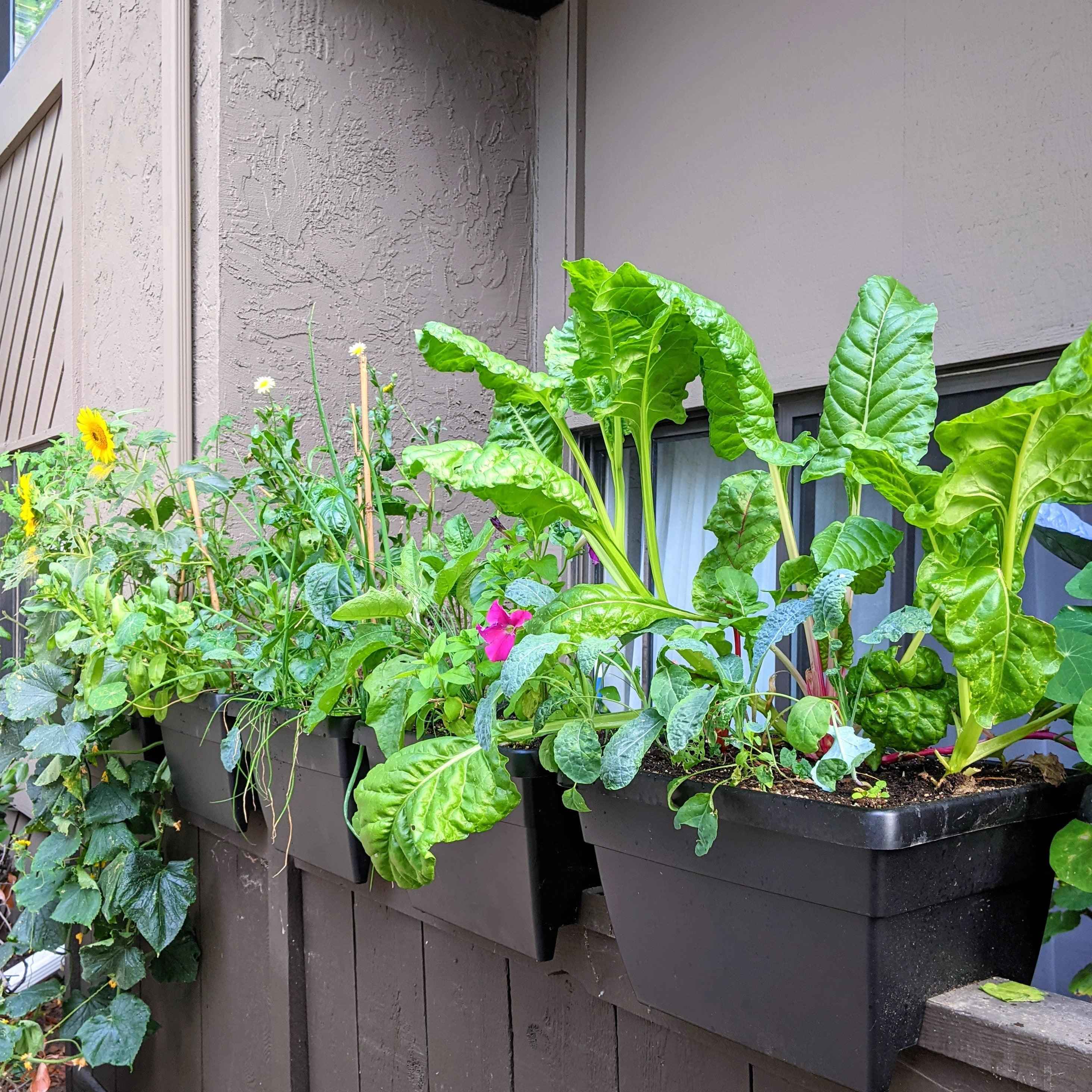 "Plant Projects" Home Garden Subscription Box