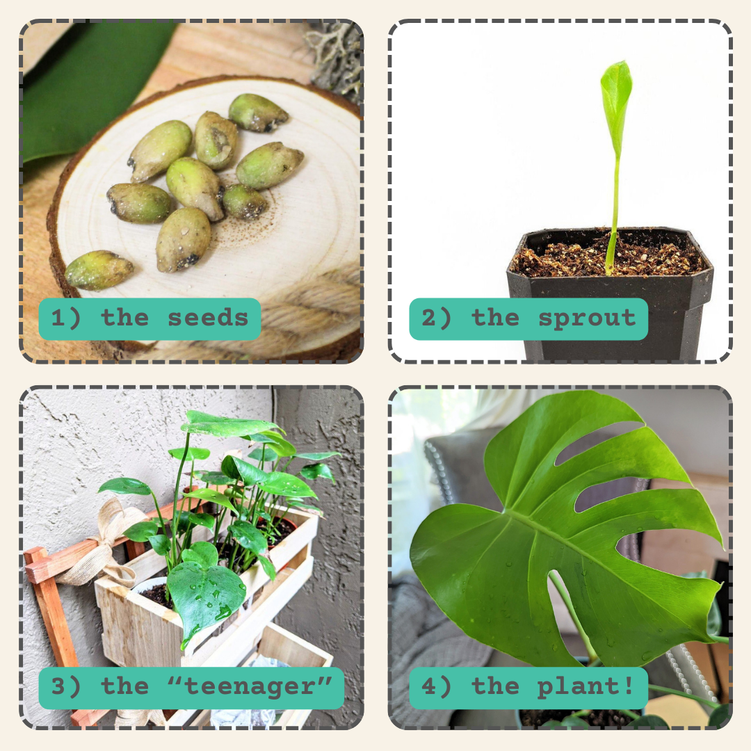 Monstera Deliciosa "Swiss Cheese Plant" Seeds
