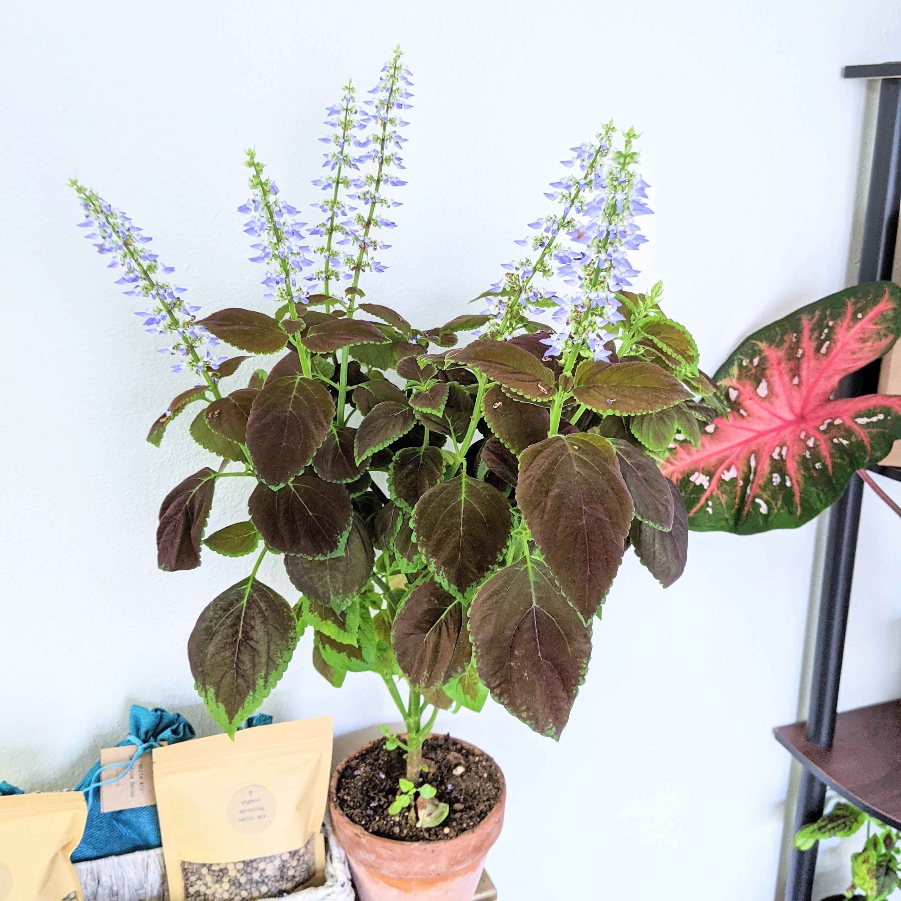 Rainbow Coleus Seeds