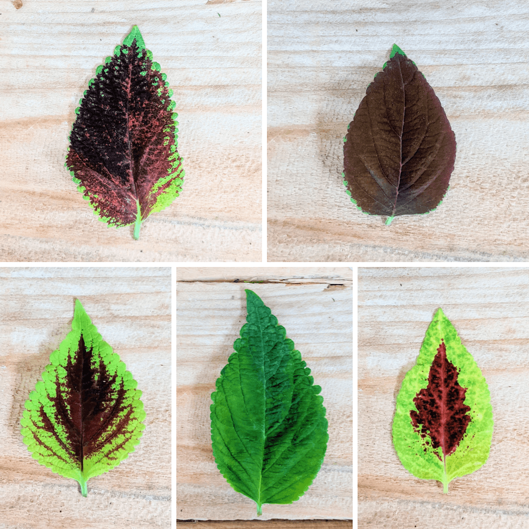 Rainbow Coleus Seeds