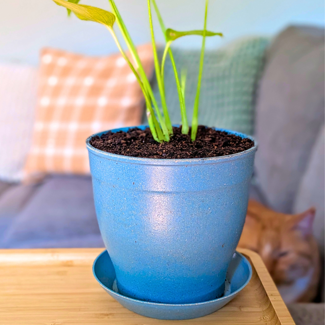 Rice Hull Planter - Long Lasting Biodegradable Planters - Plantflix