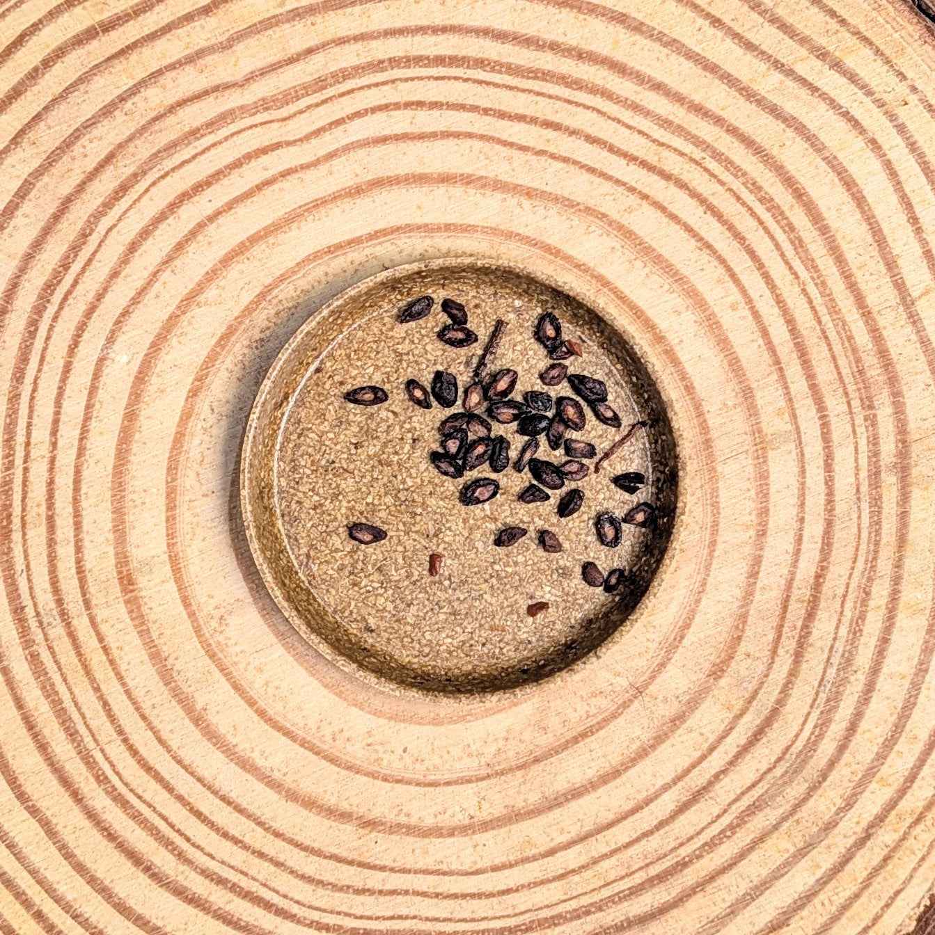 Eucalyptus Citriodora &