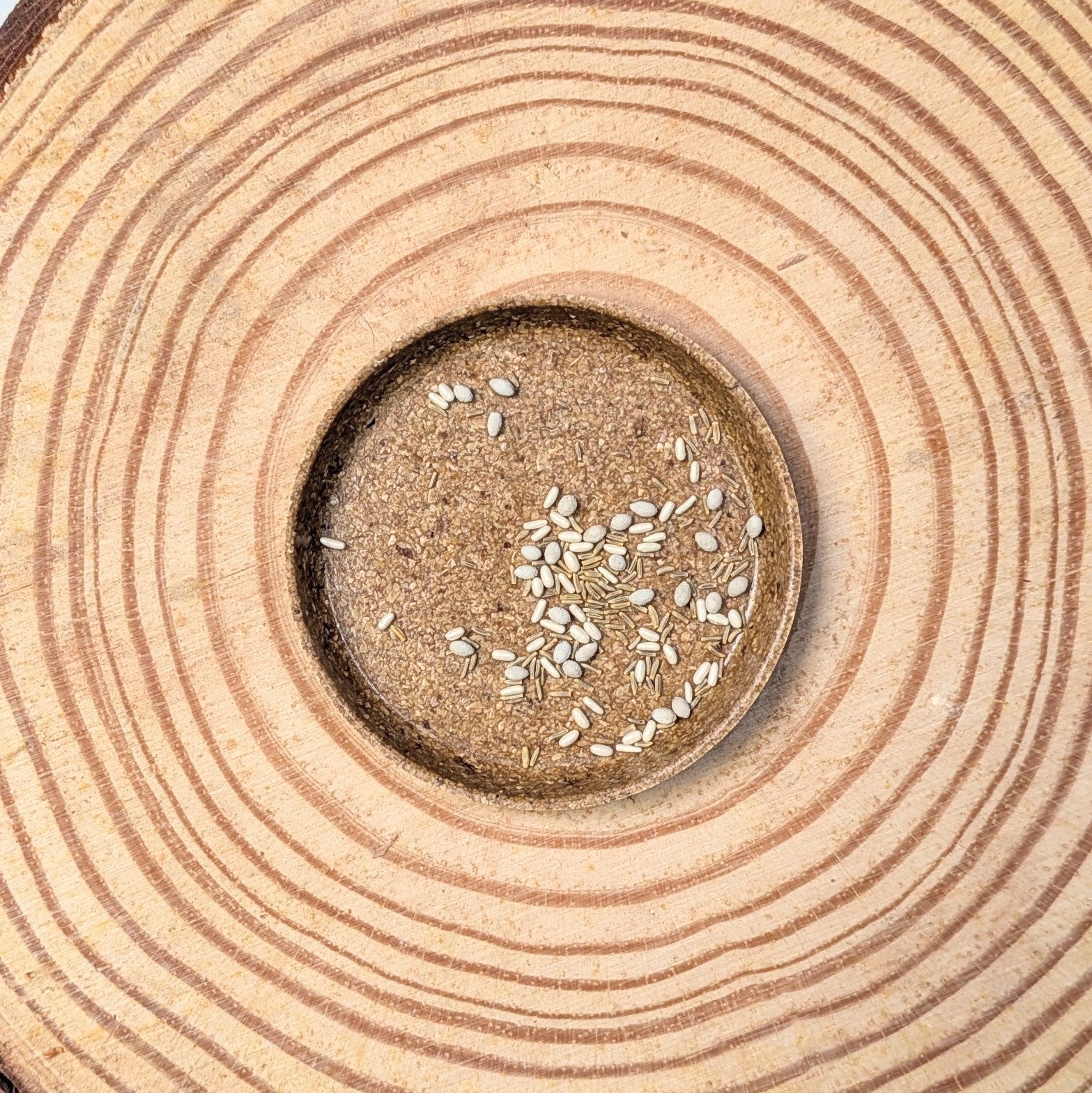 Dusty Miller Mix Seeds