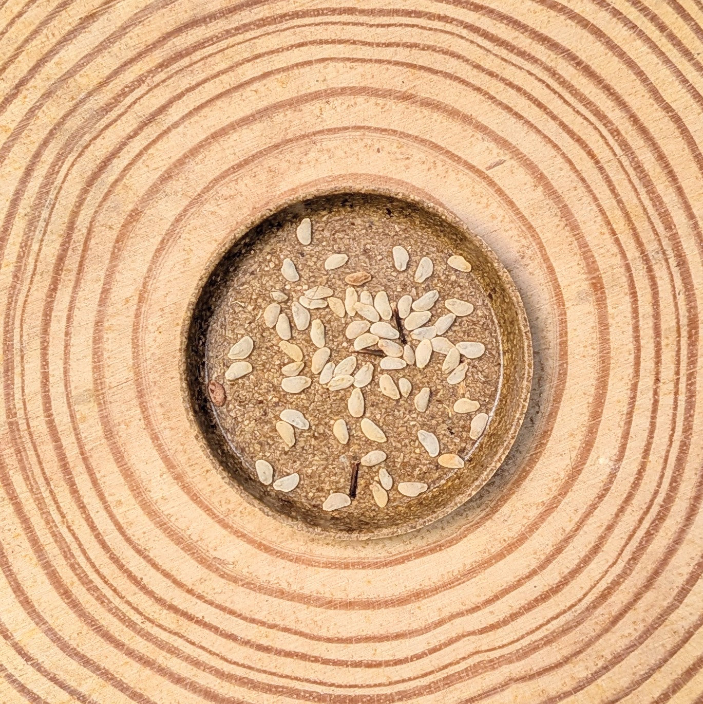 Schefflera Arboricola &