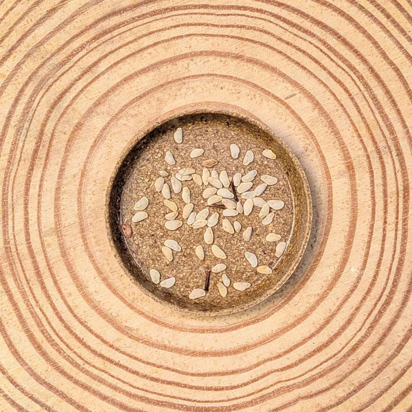 Schefflera Arboricola &