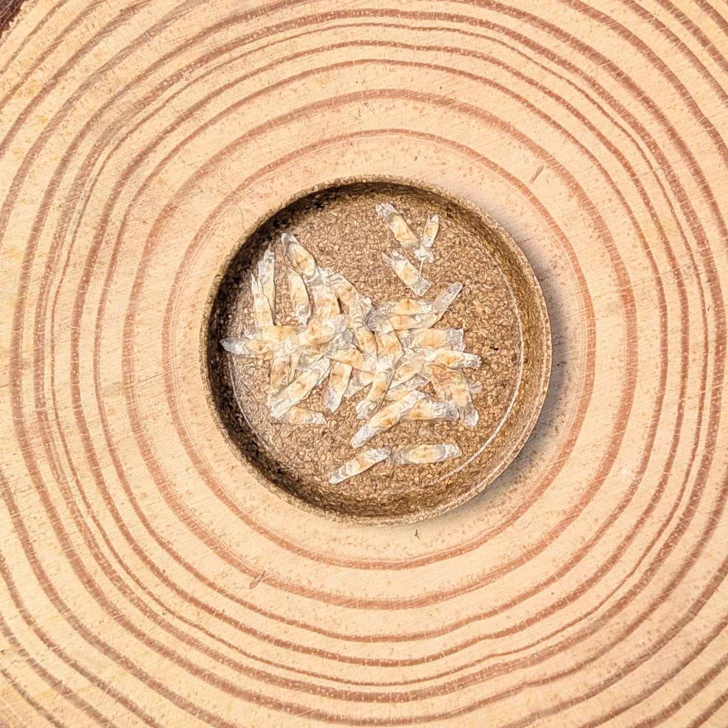 Radermachera Sinica &