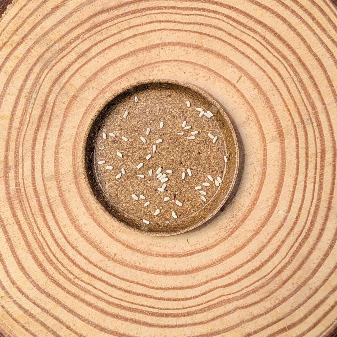 Philodendron Selloum &