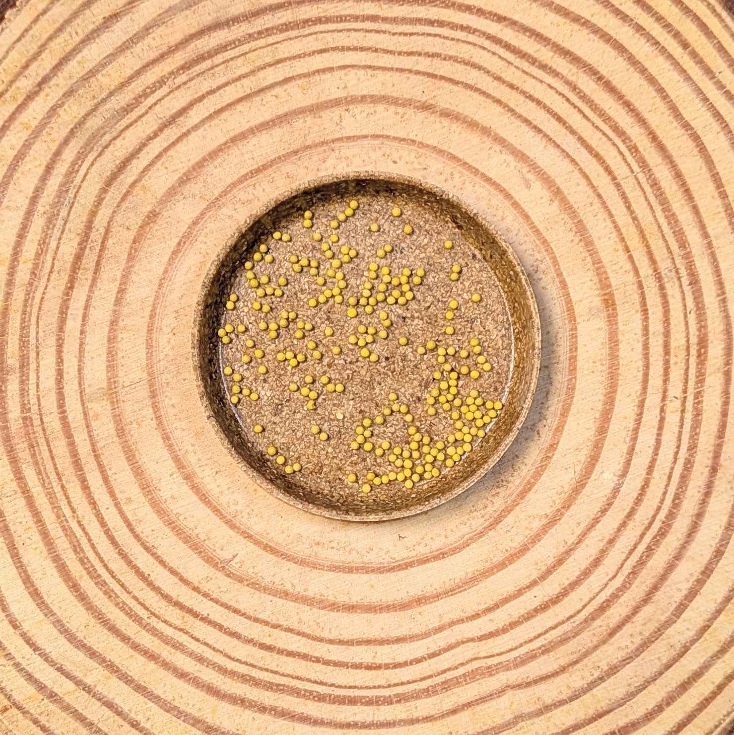 Wizard Coleus Mix Seeds