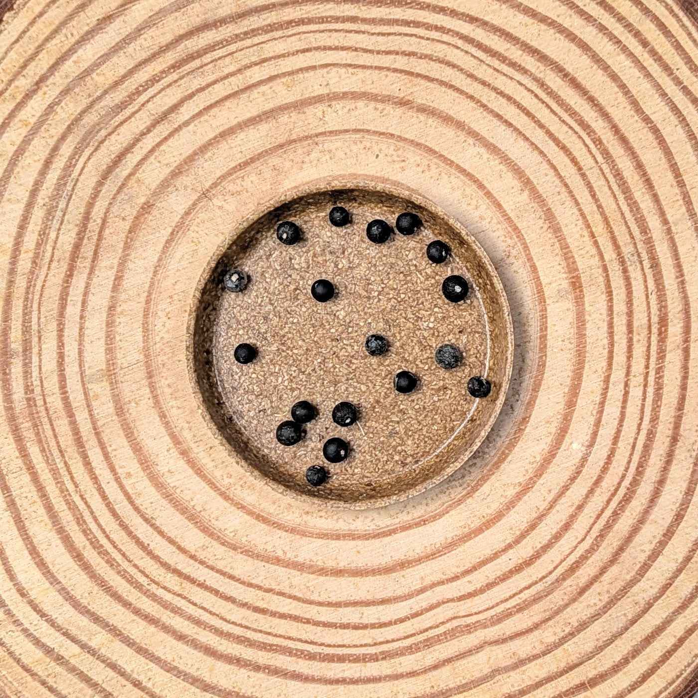 Asparagus Sprengeri &