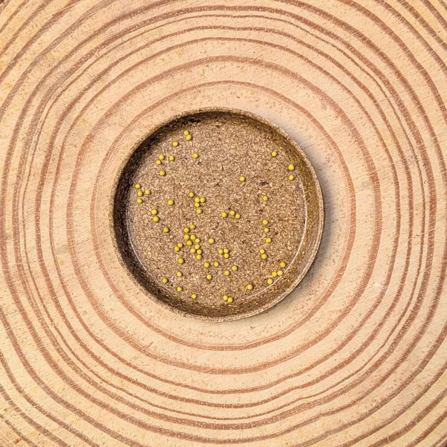 Black Dragon Coleus Seeds