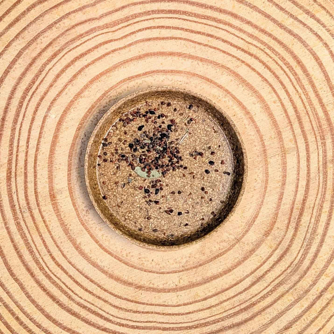 Eucalyptus Pulverulenta &