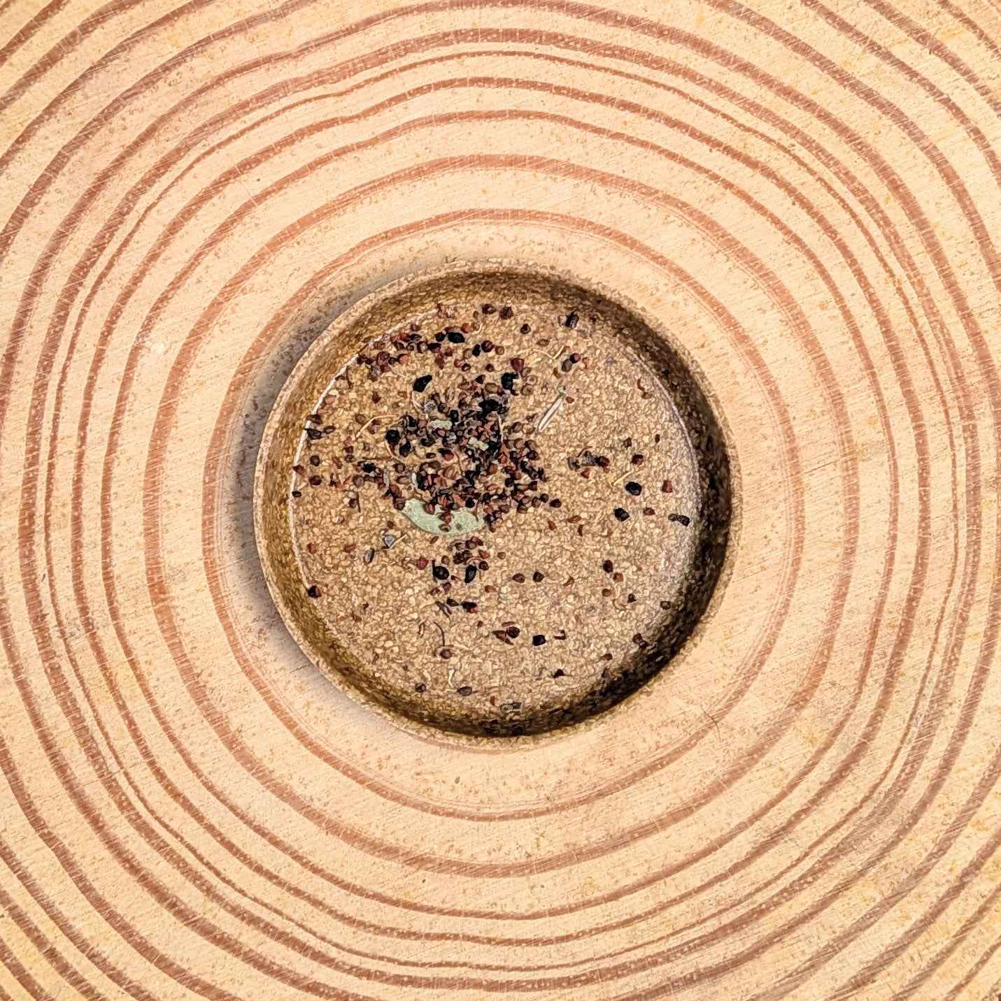 Eucalyptus Pulverulenta &