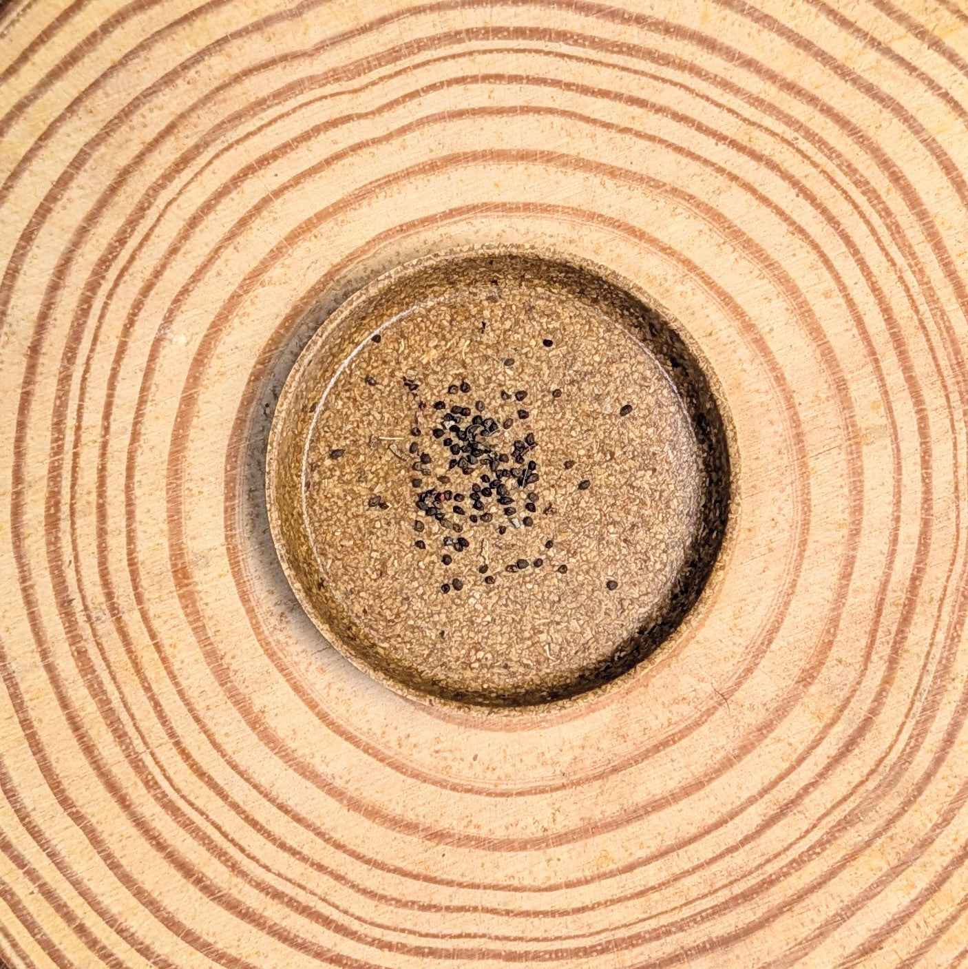 Eucalyptus Polyanthemos &