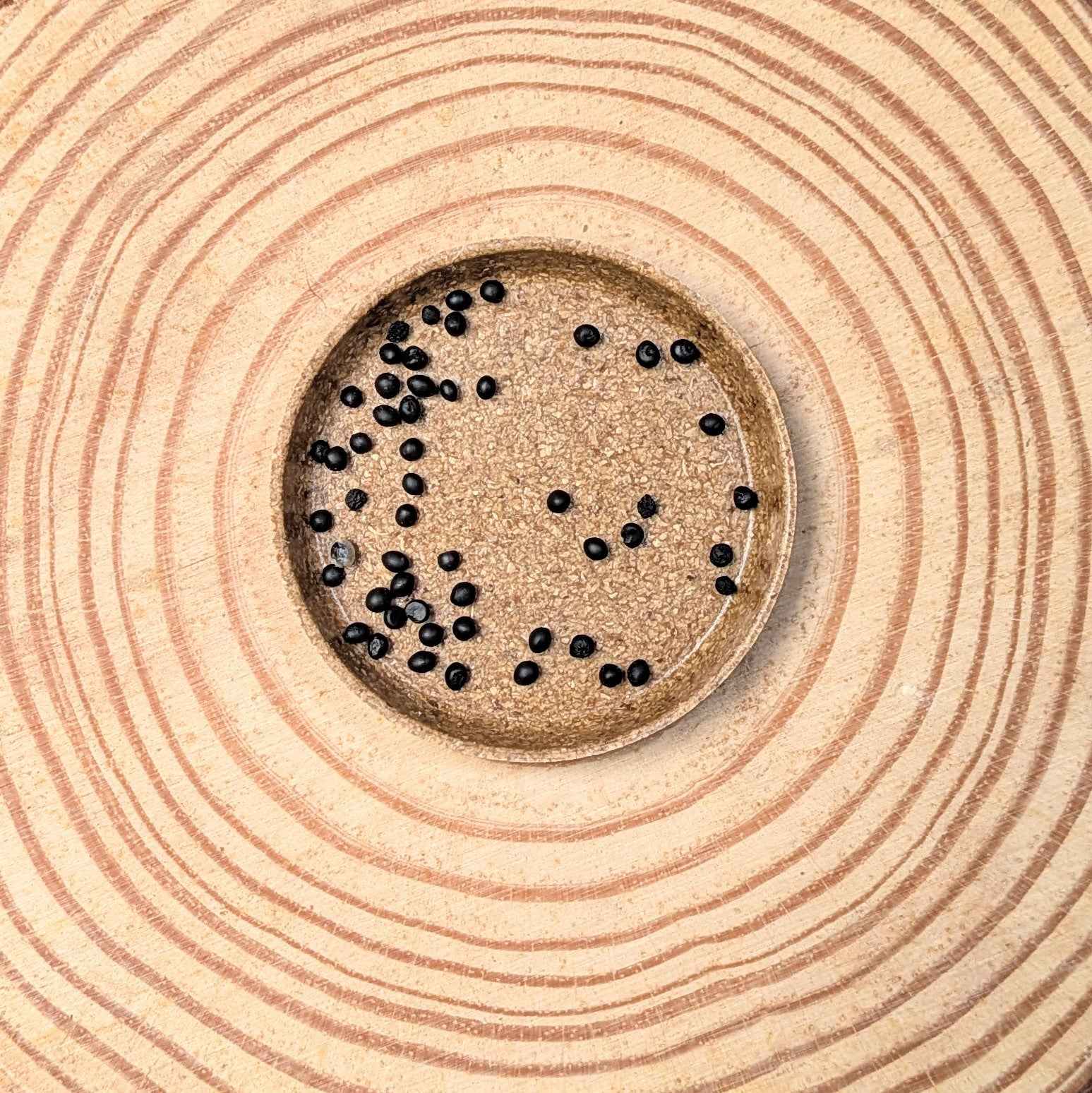 Asparagus Asparagoides Smilax &