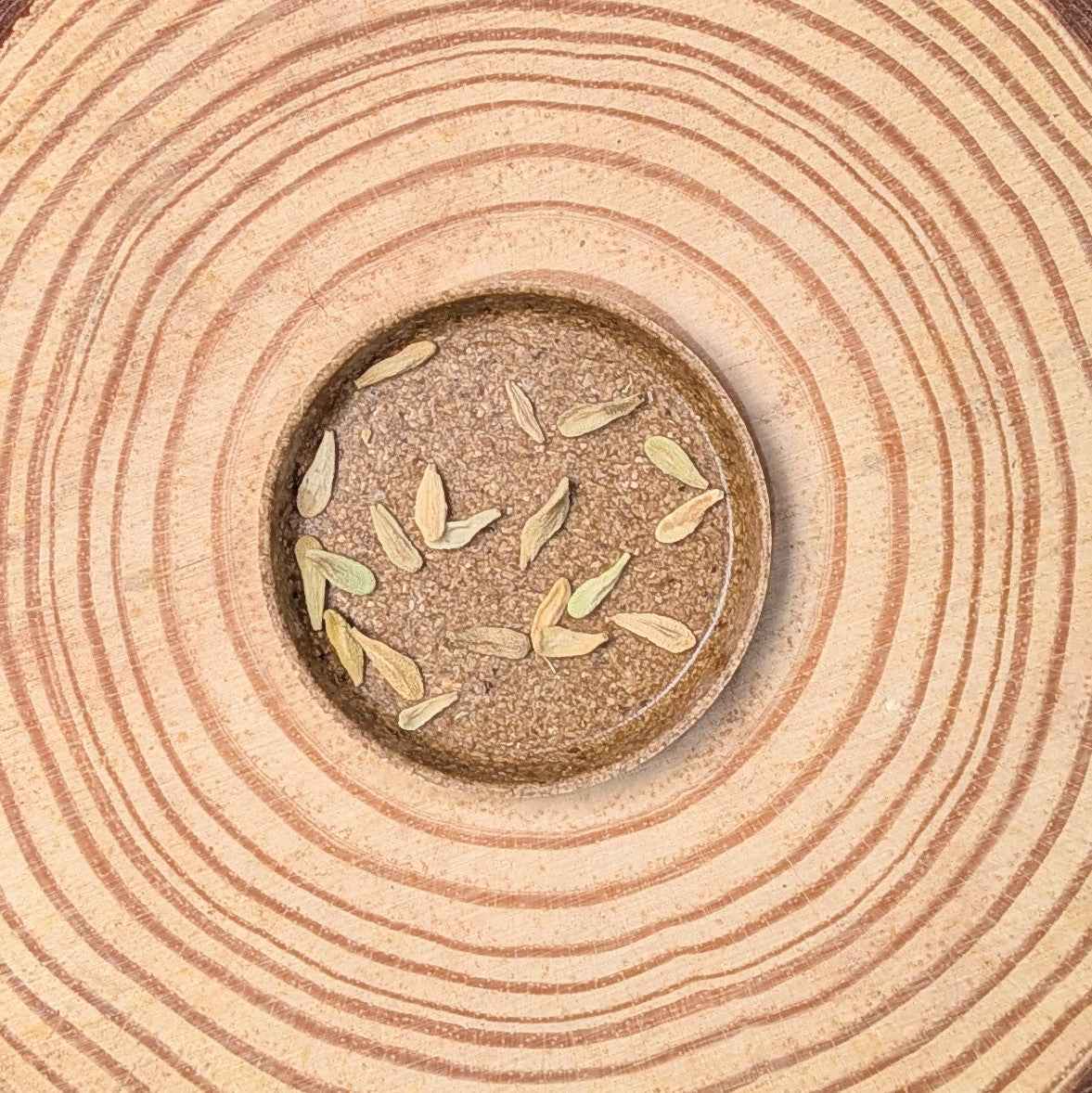 Pachypodium lamerei &