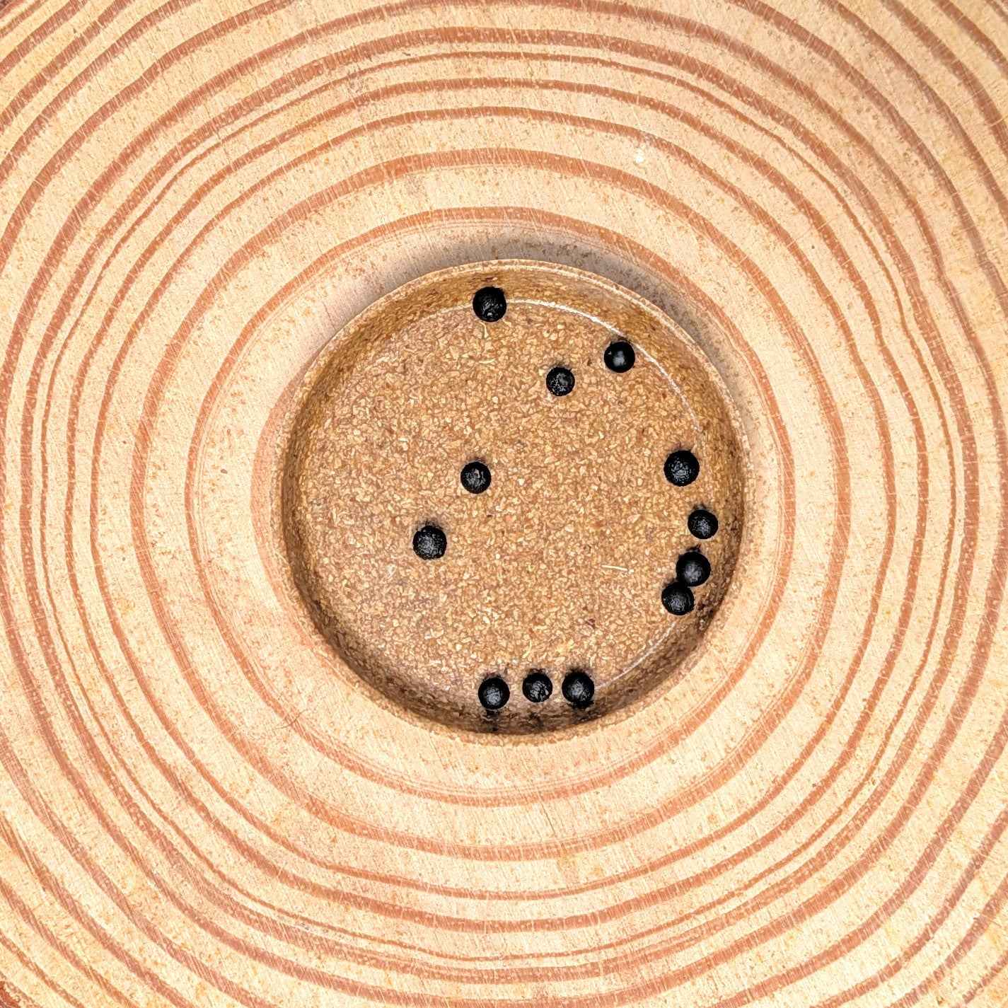 Asparagus Plumosus Nana &