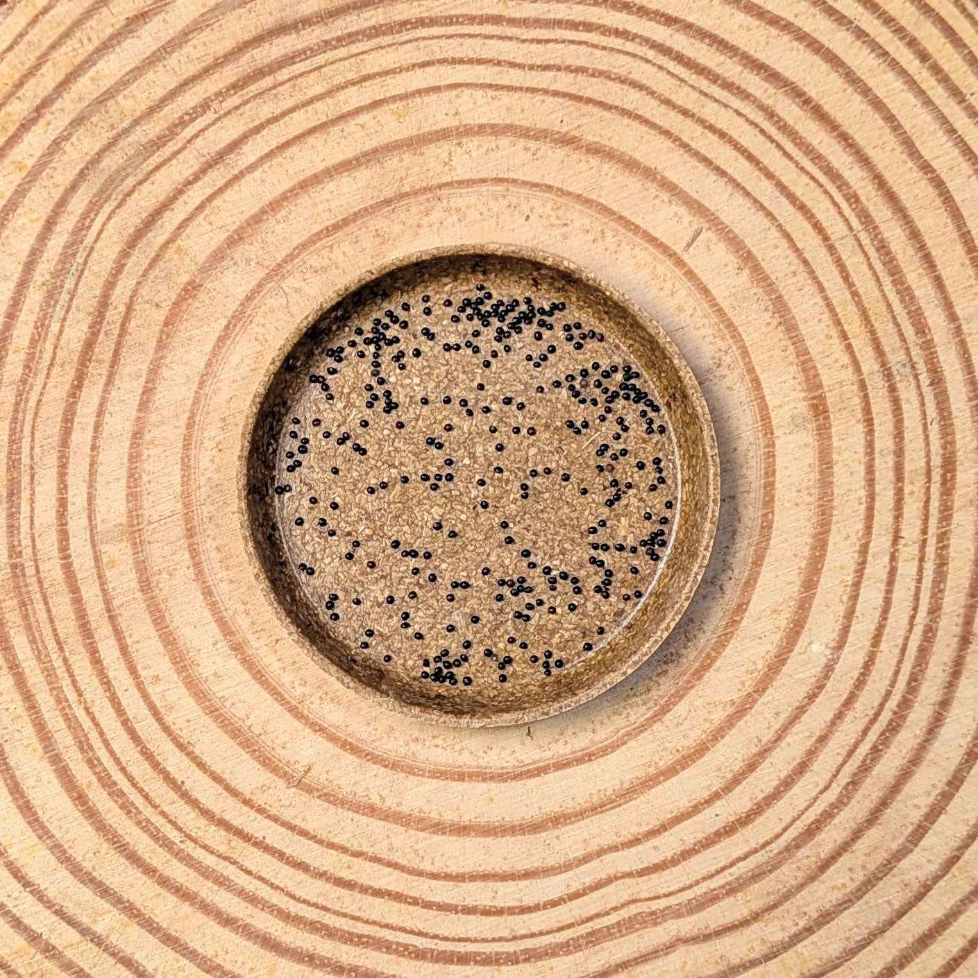 Rainbow Coleus Seeds