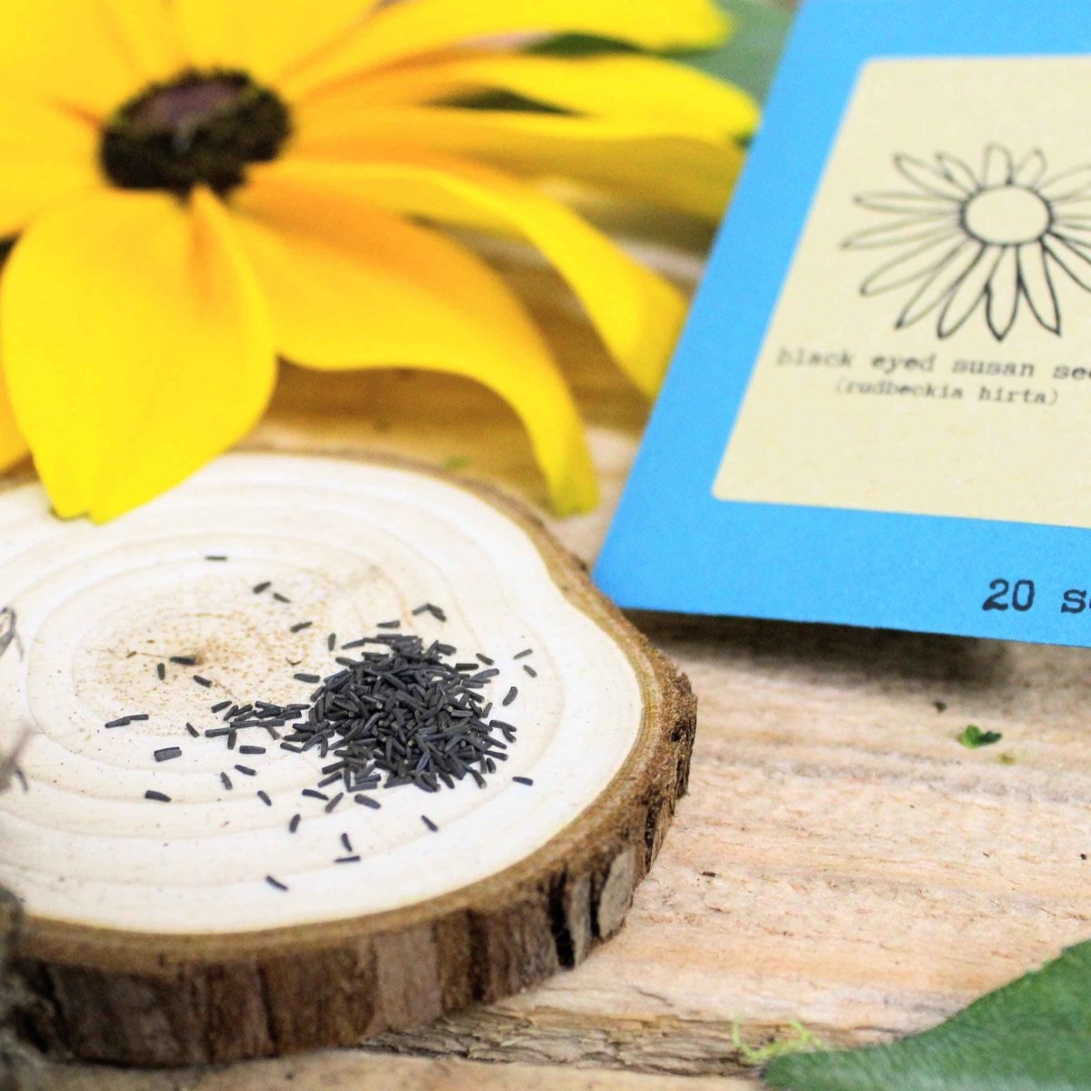 Rudbeckia Hirta "Black Eyed Susan" Seeds - Plantflix